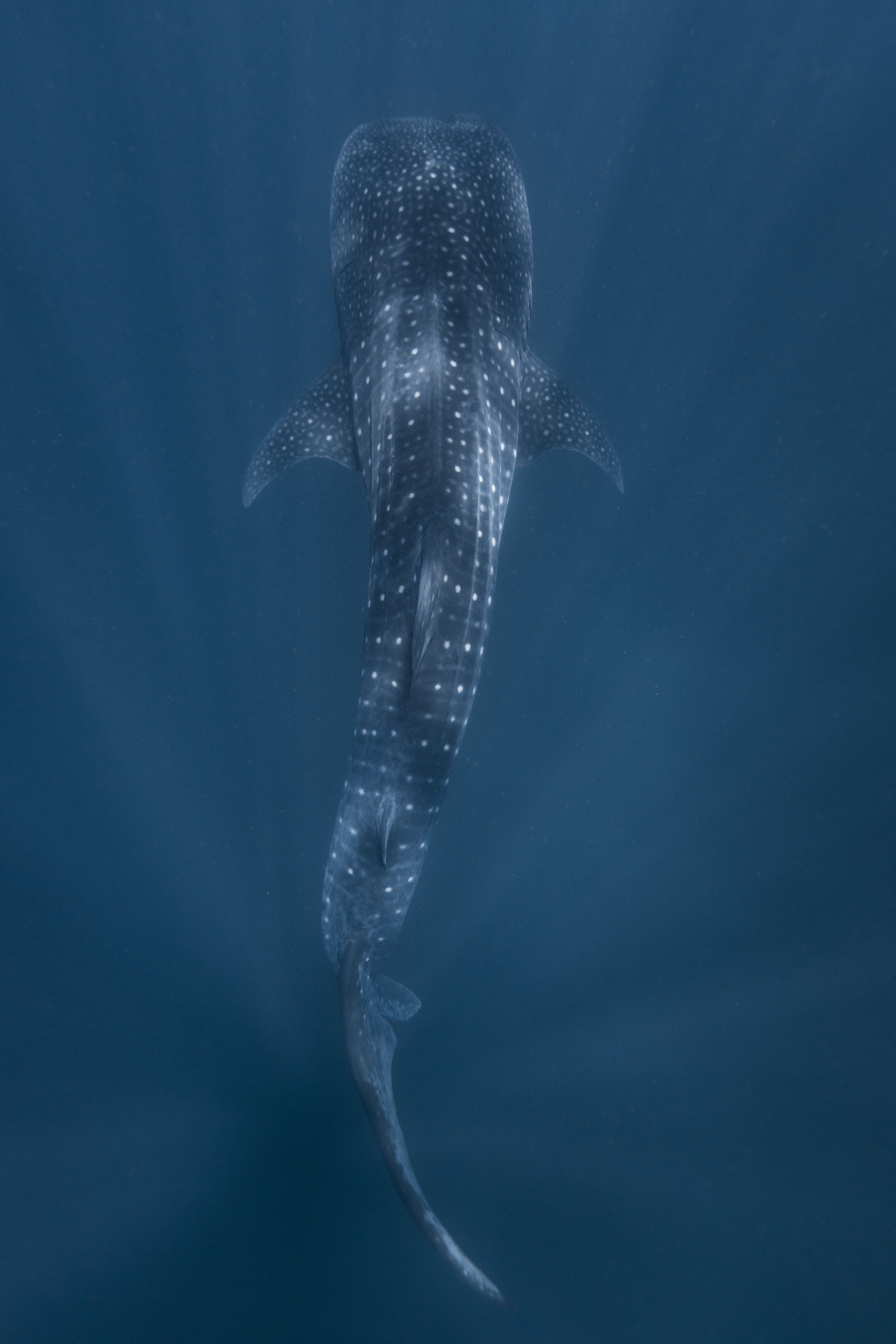A whale shark swimming at Ningaloo