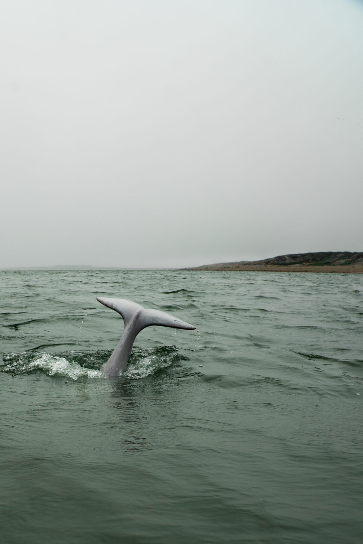 Churchill beluga tail spotted in the water