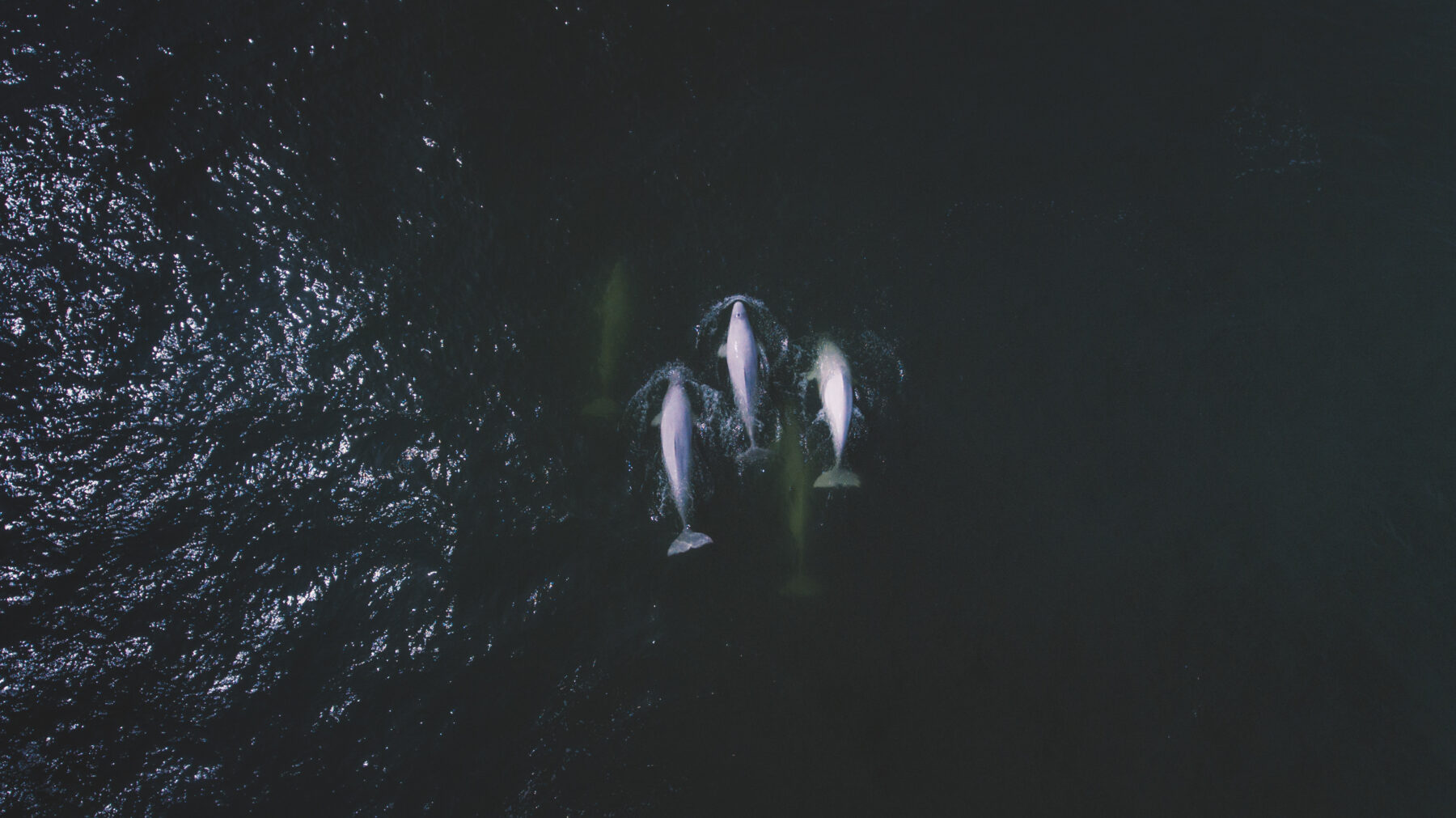 A group of Churchill belugas