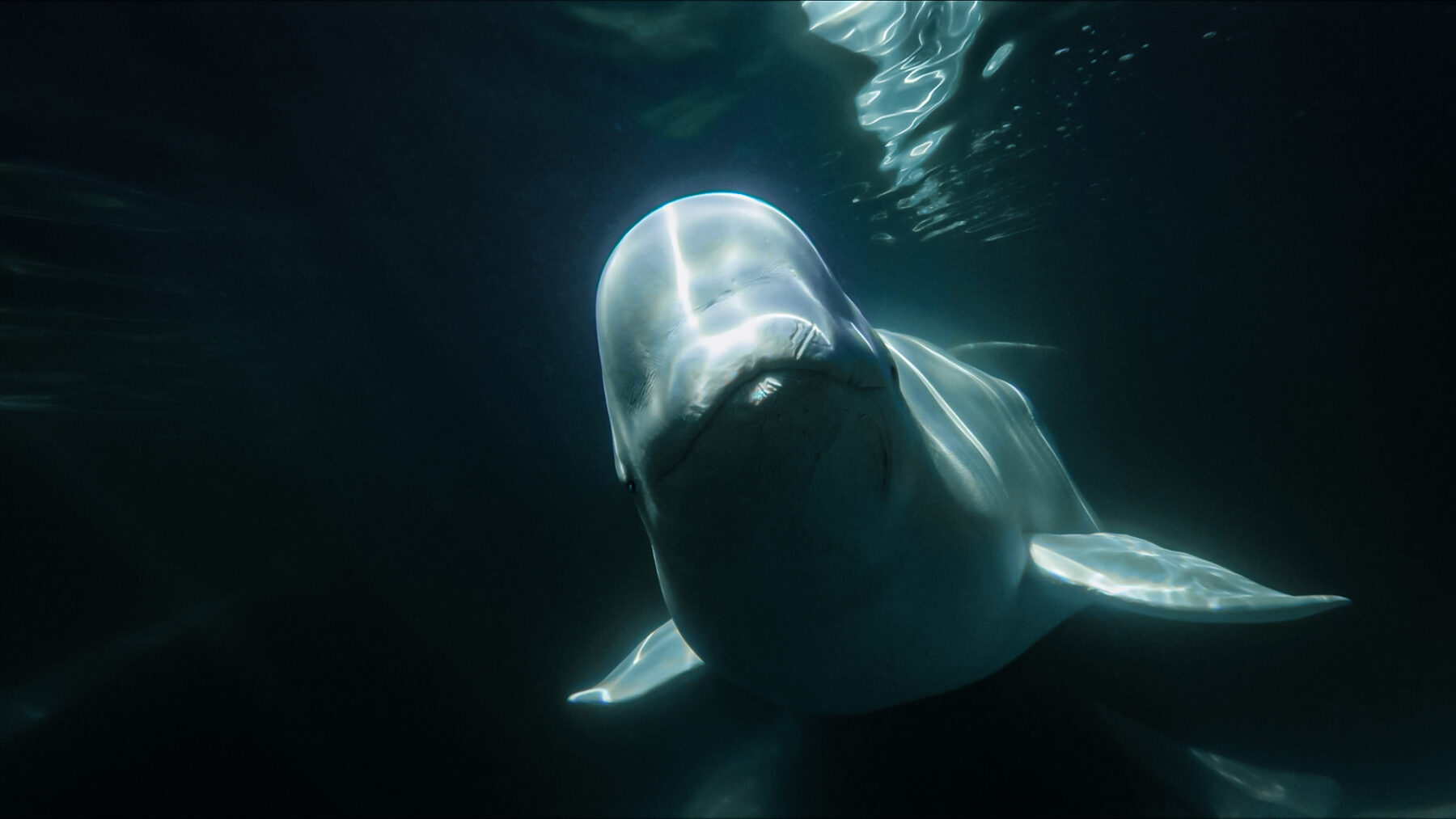 A friendly beluga greets a traveller