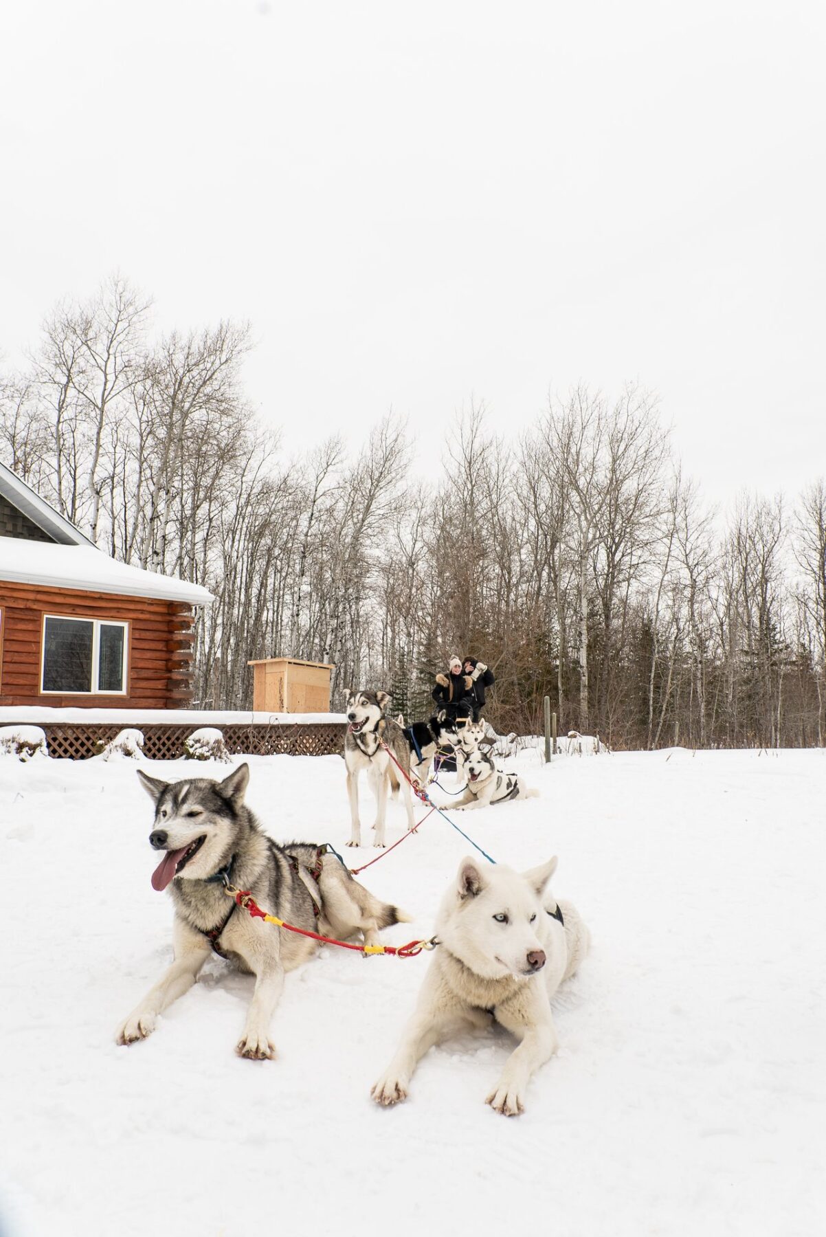 Dog sledding in Manitoba