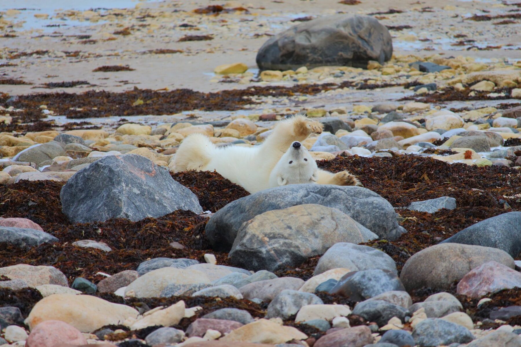Polar bear in Churchill