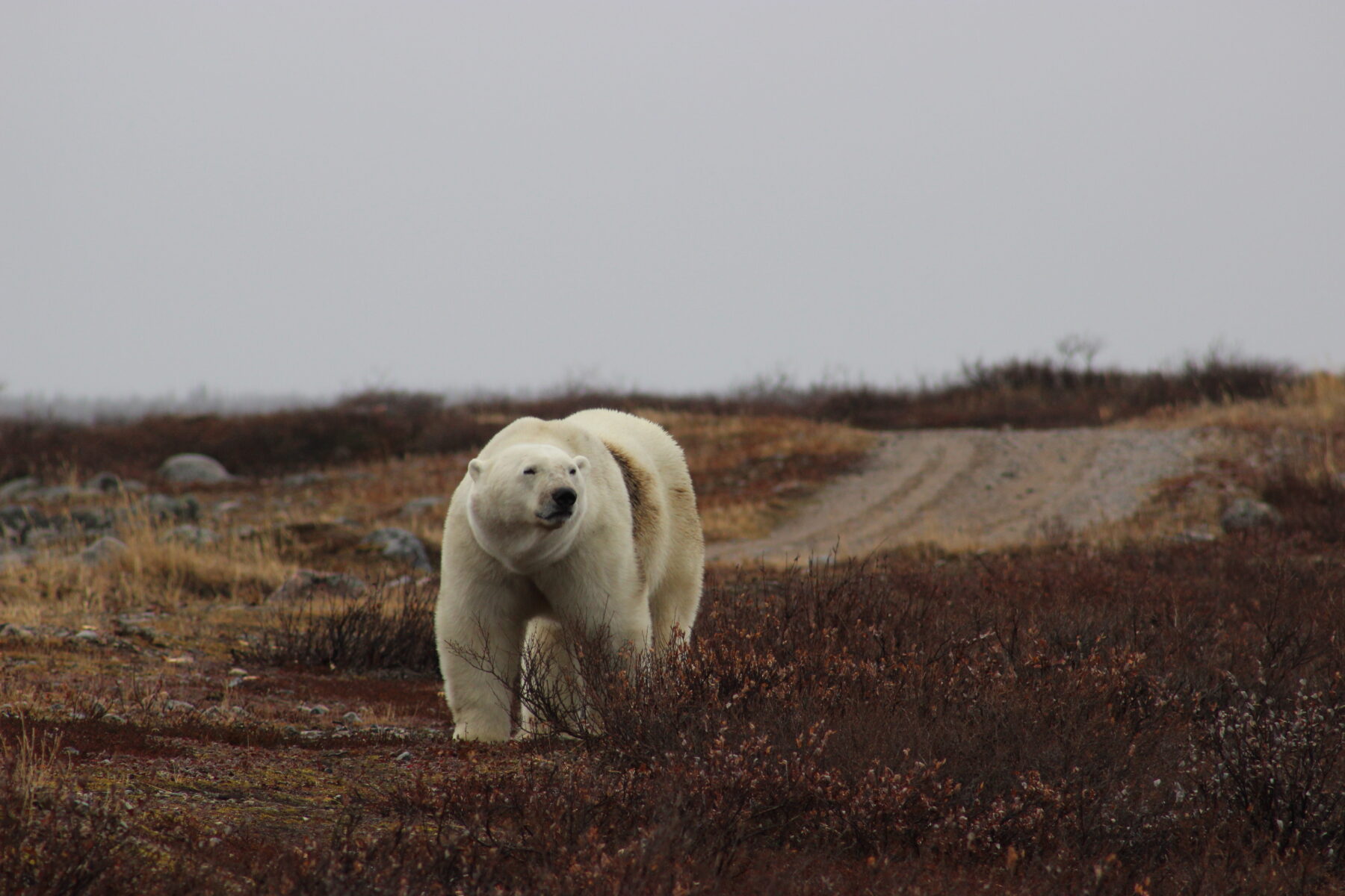 Polar bear in Churchill