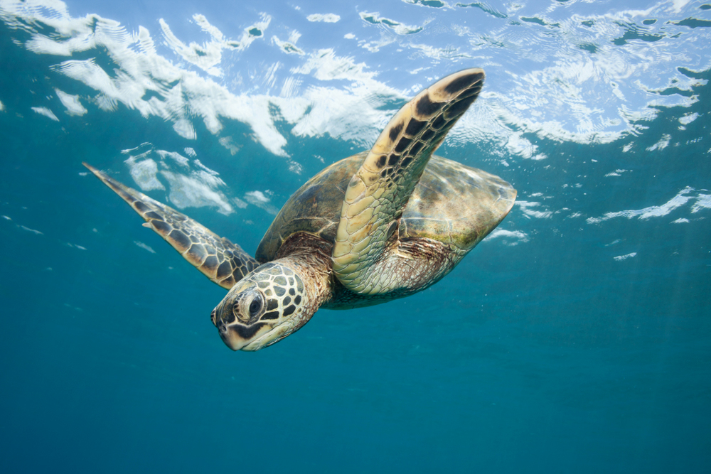 Pollution and climate change are making it harder to be male . . . if you’re a sea turtle