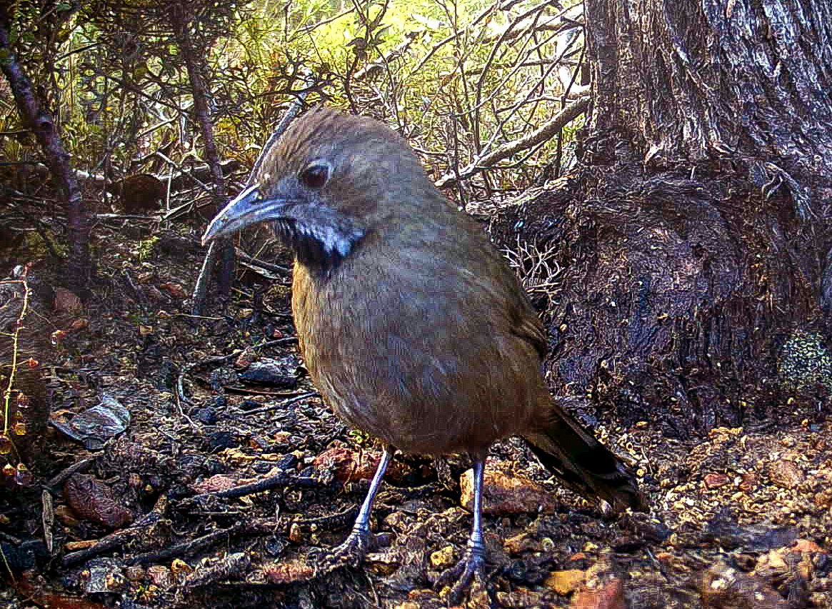 Image for article: Endangered western whipbird returns to Kangaroo Island after bushfires
