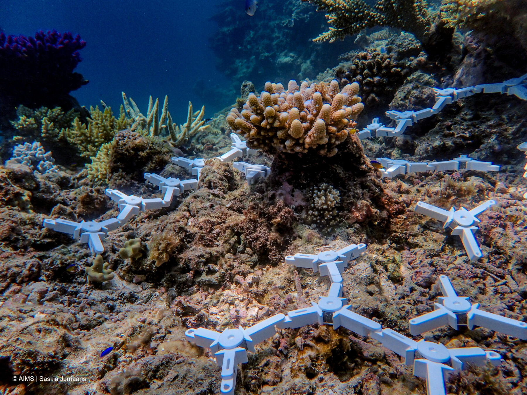 Coral Spawning Great Barrier Reef