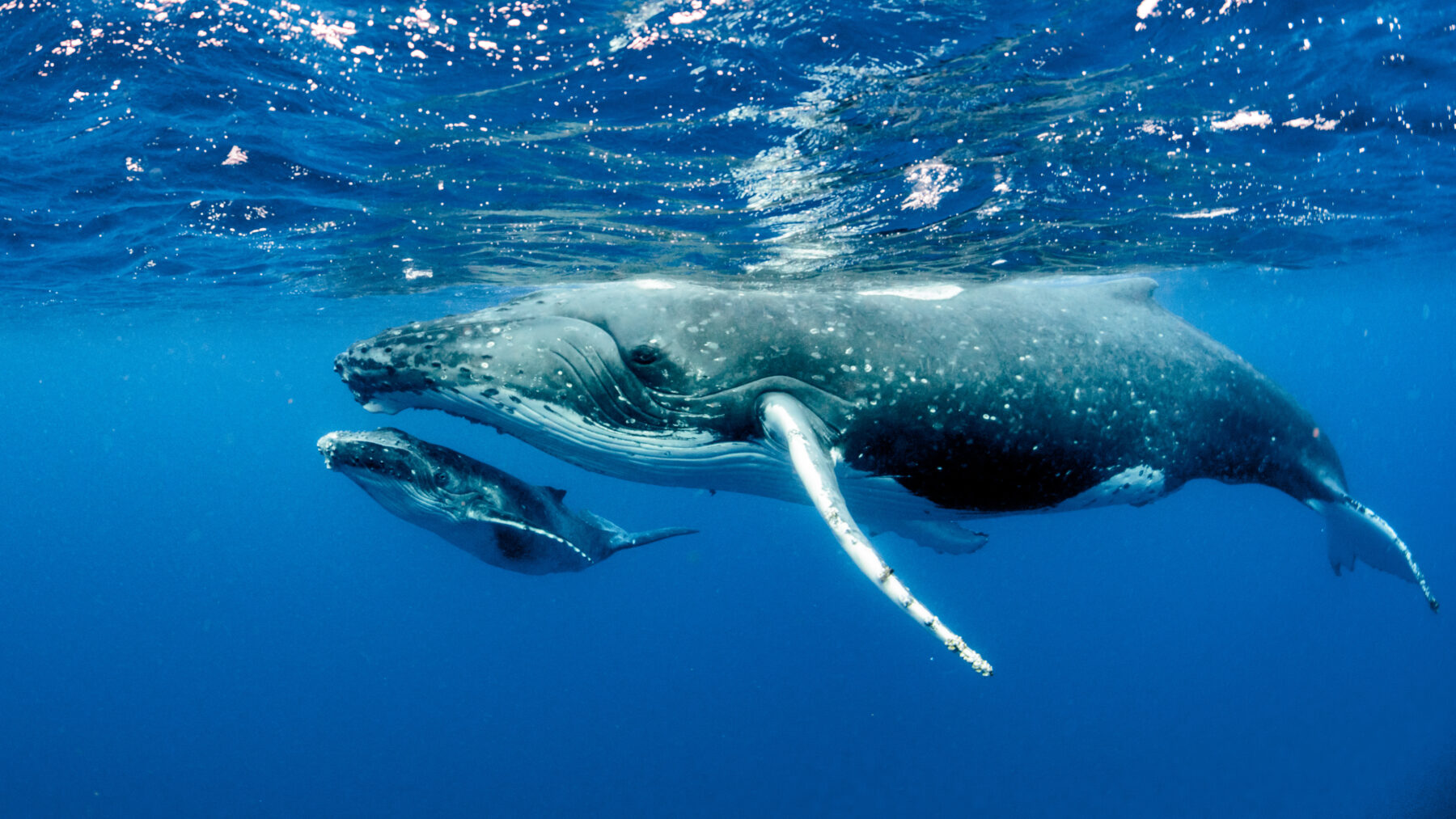 humpback whale underwater pacific oean