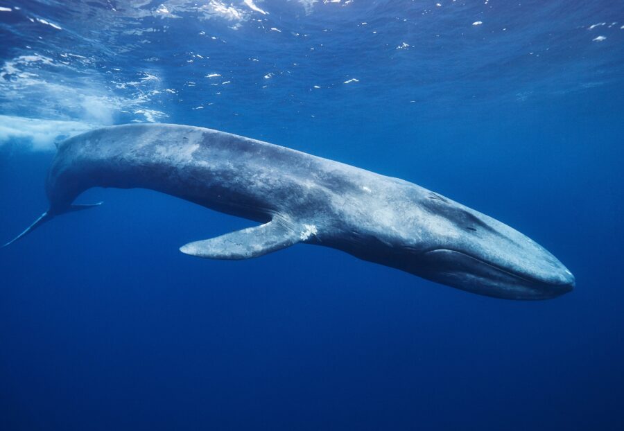 Blue,Whale,In,Mirissa,Srilanka