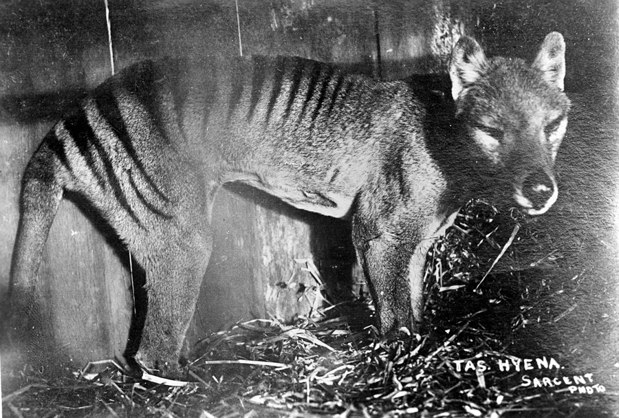 Is the Thylacine Alive and Hidden? The Truth about the Tasmanian