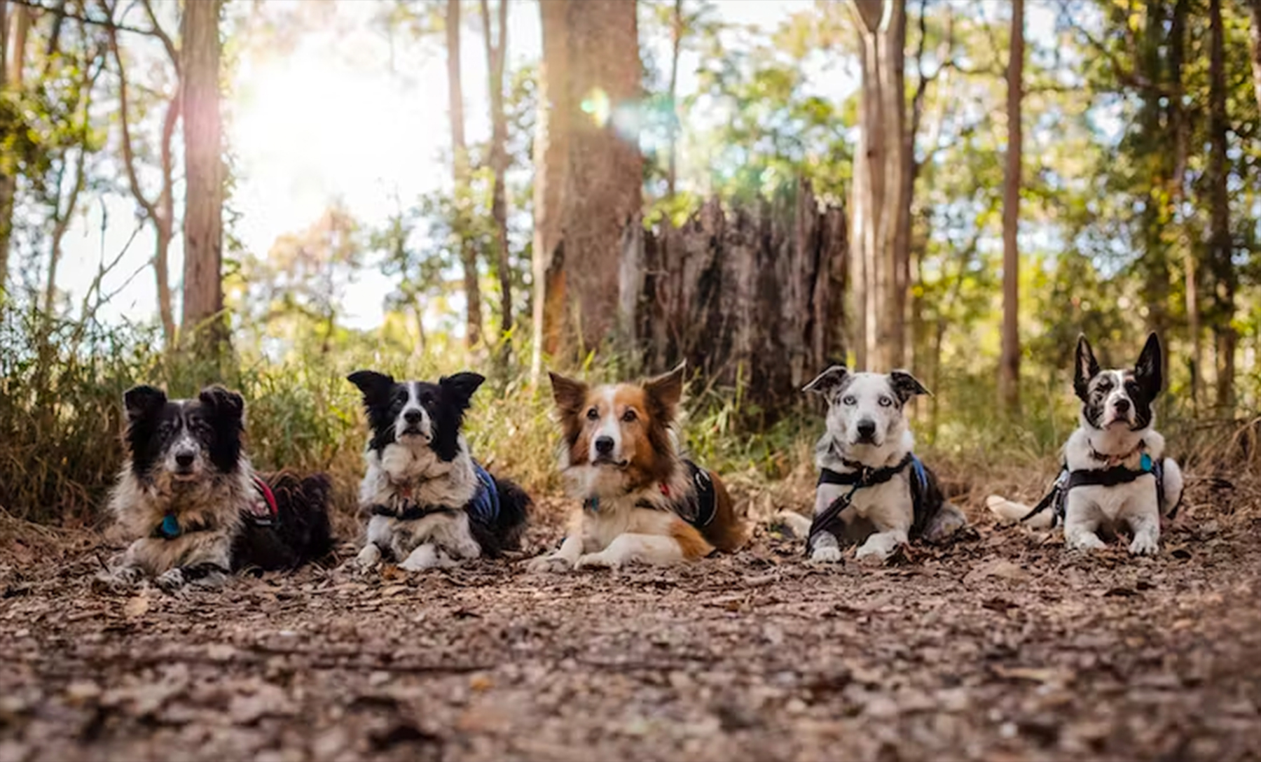 Man’s best friend is also an important conservation ally