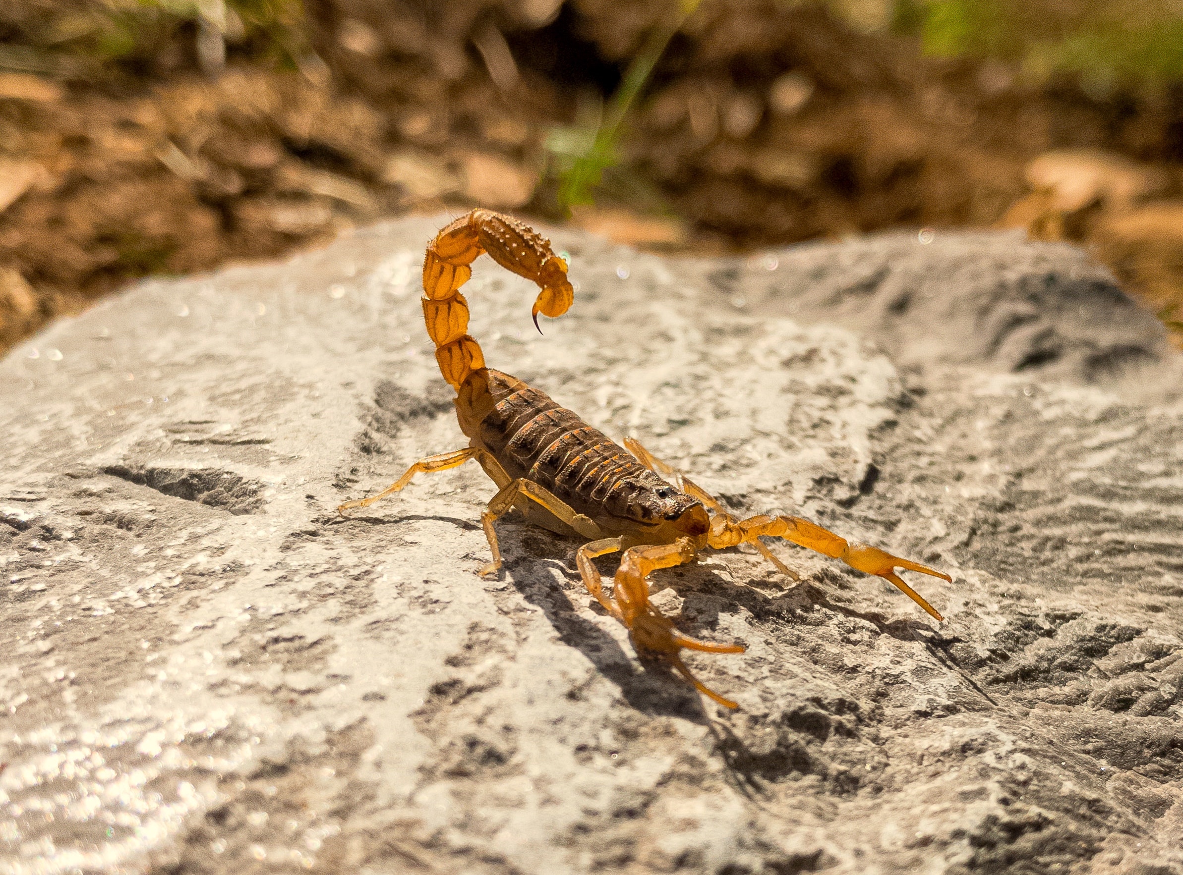 Two new Australian scorpion species named as scientists hunt for missing 90 per cent