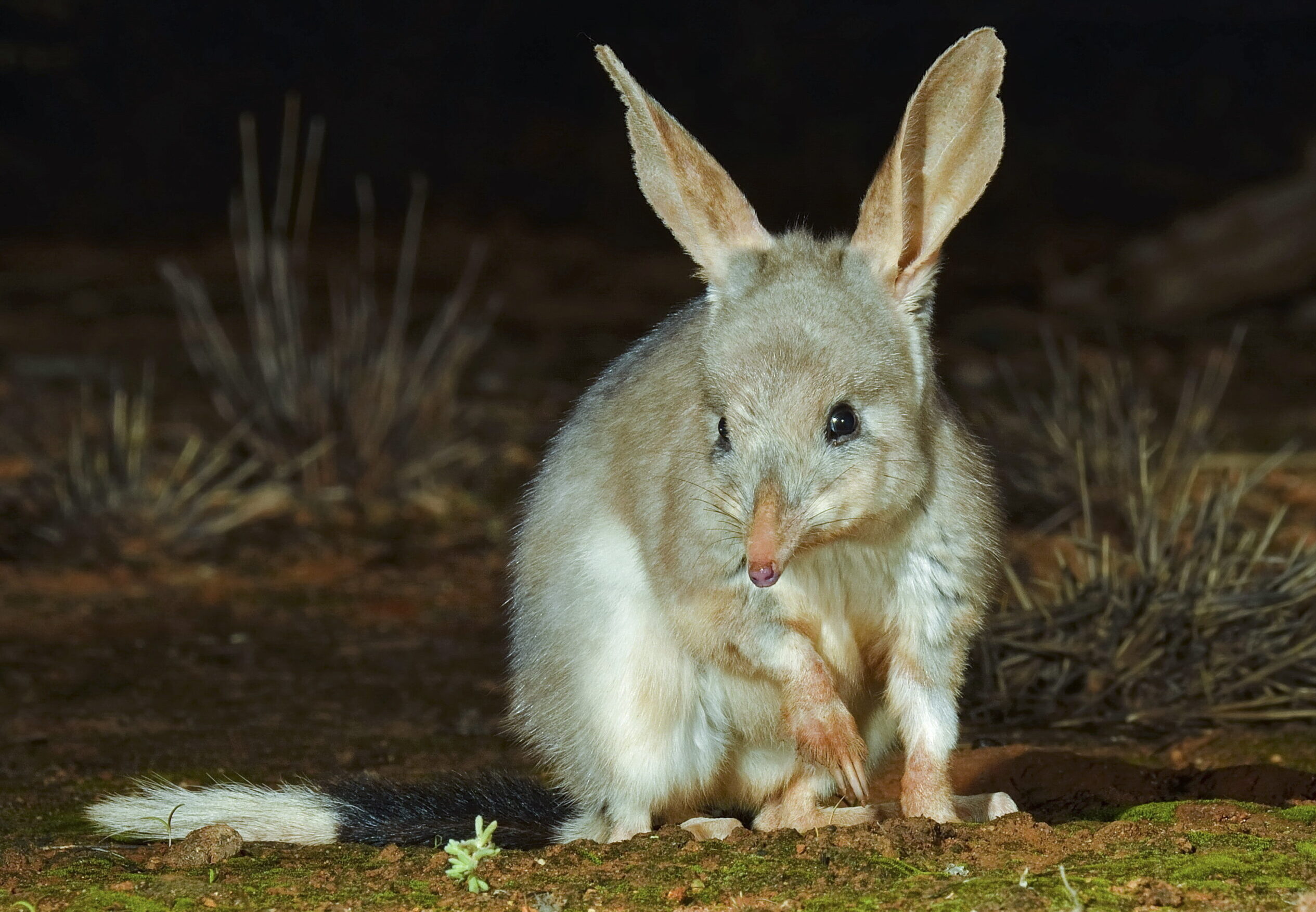 Image for article: Help bilbies to bounce back