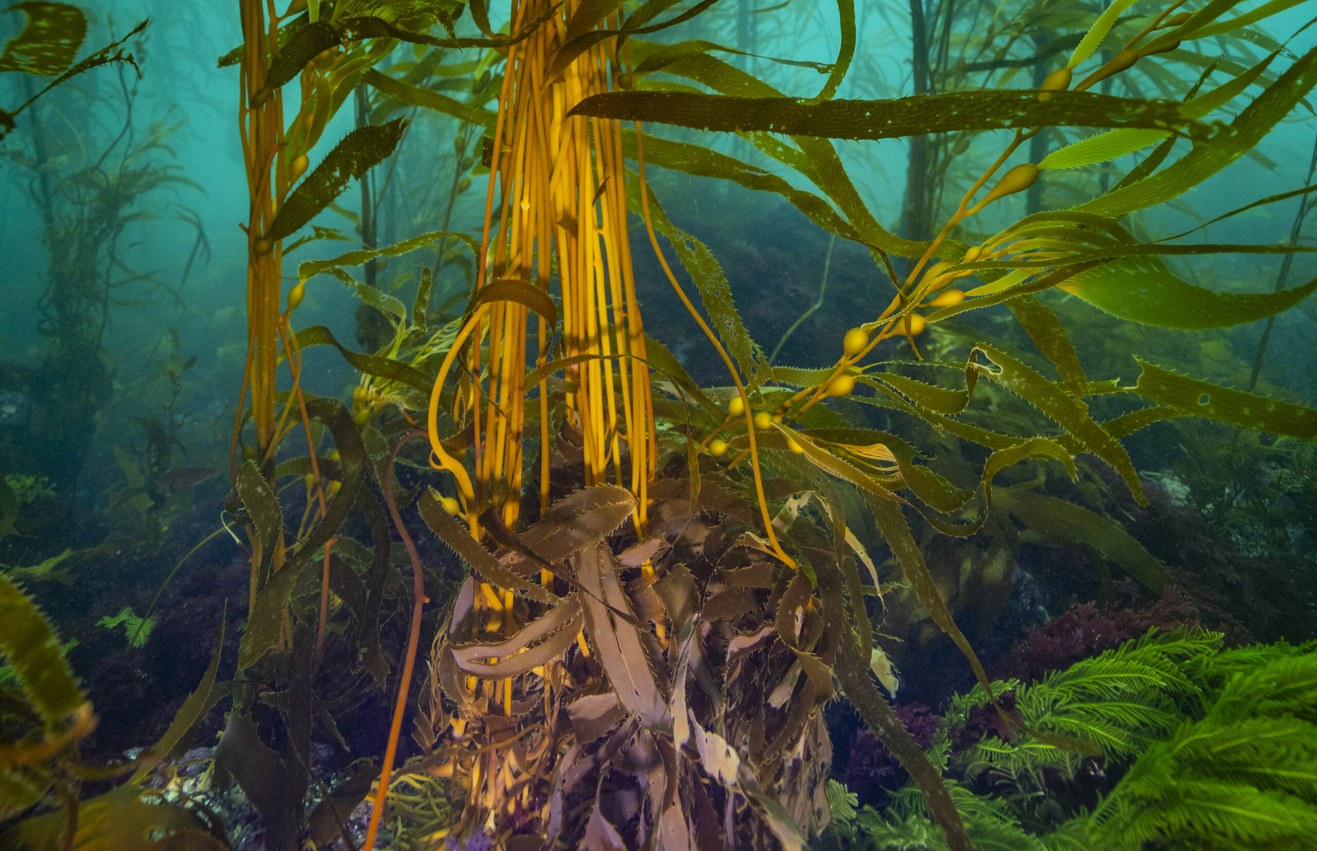 Image for article: Help for kelp: saving the Great Southern Reef