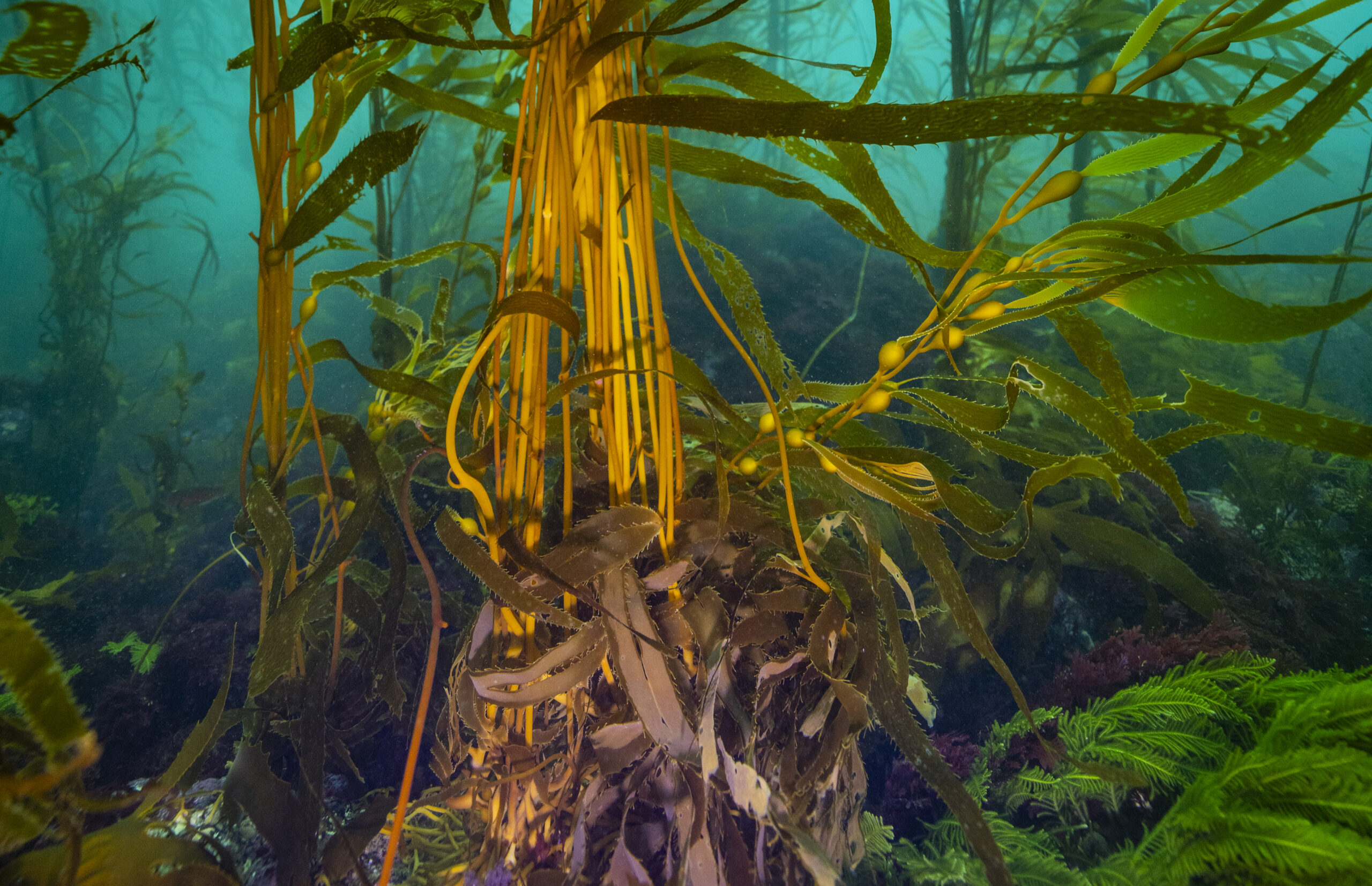 Help for kelp: saving the Great Southern Reef