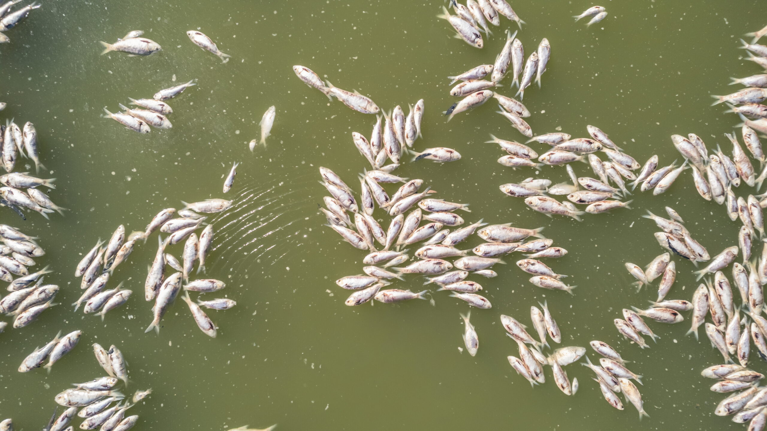 Image for article: Fishing for answers in Menindee Lakes