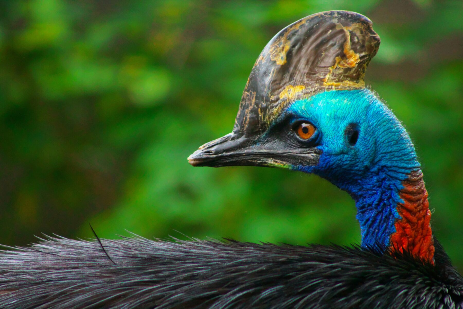 A close-up photograph of a cassowary.