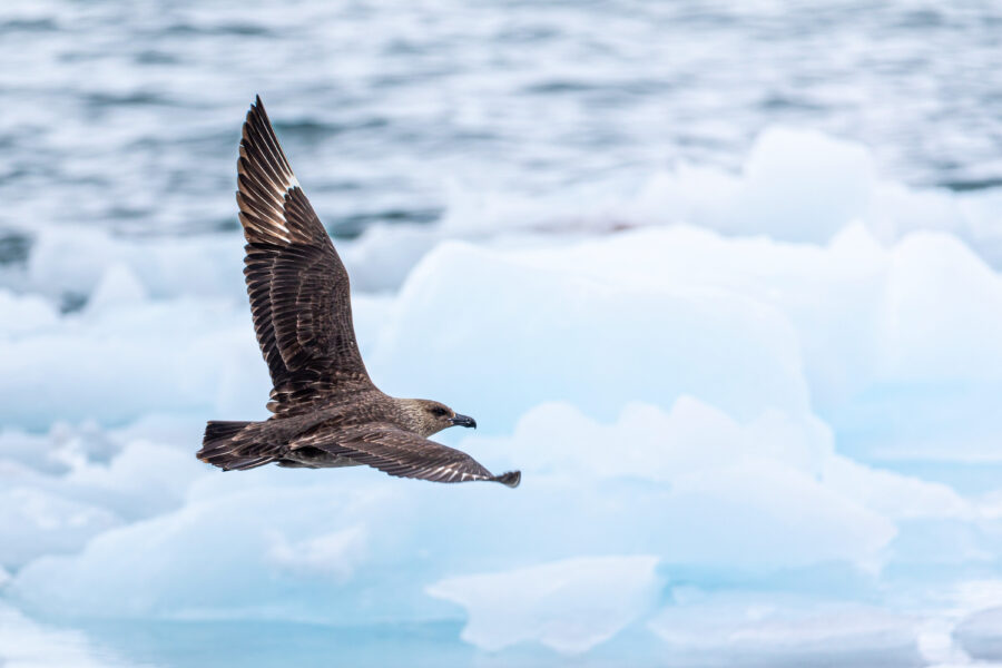 A brown skua (Stercorarius antarcticus) – also known as Antarctic skua - flying with ice in the background in Antarctica.
