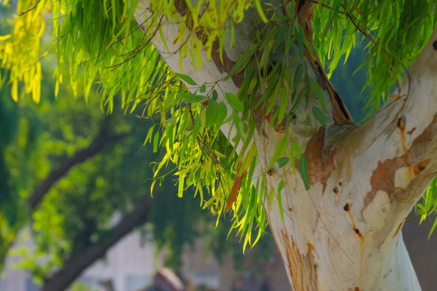 A eucalyptus tree.