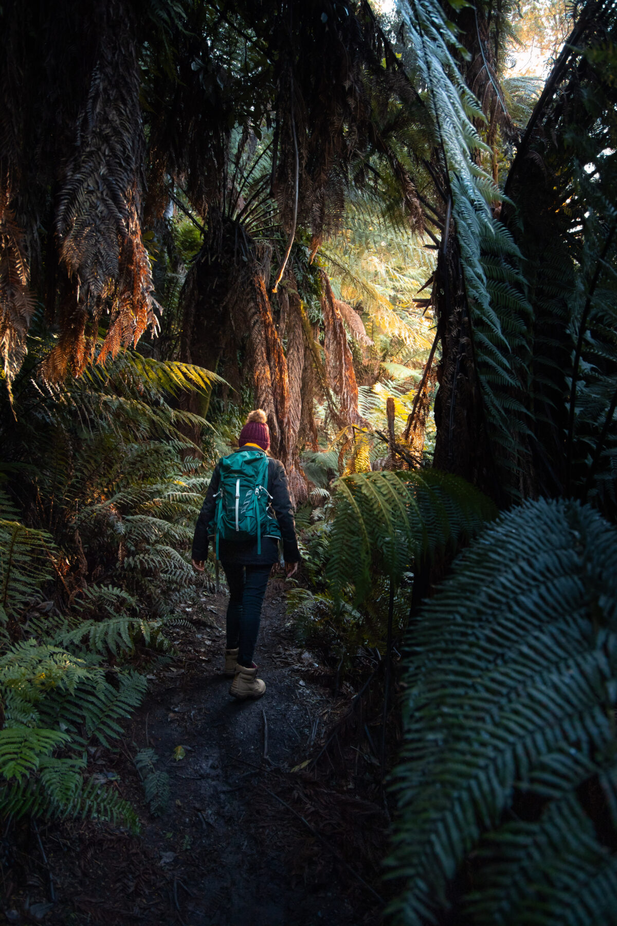 Liffey Falls Walk