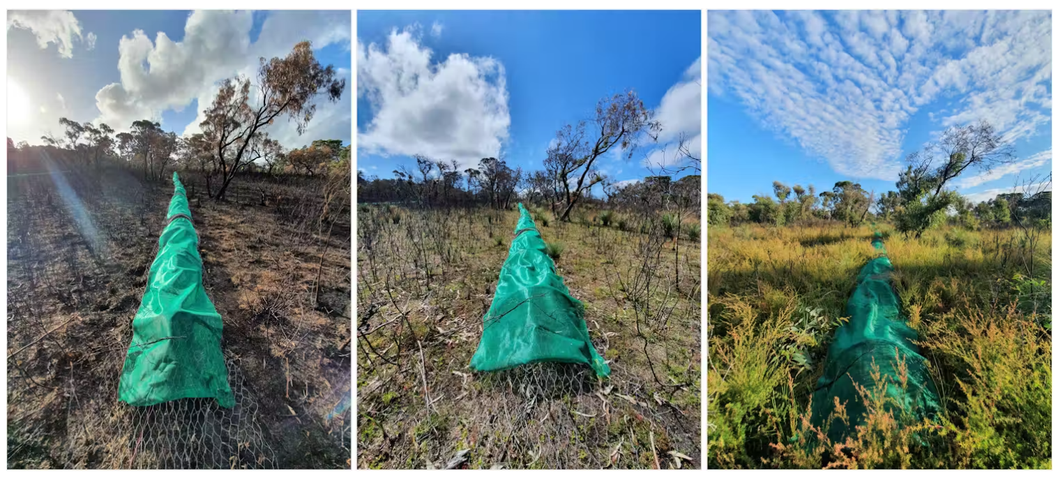 Three photographs of artificial refuges which are long wire tunnels covered with green mesh.