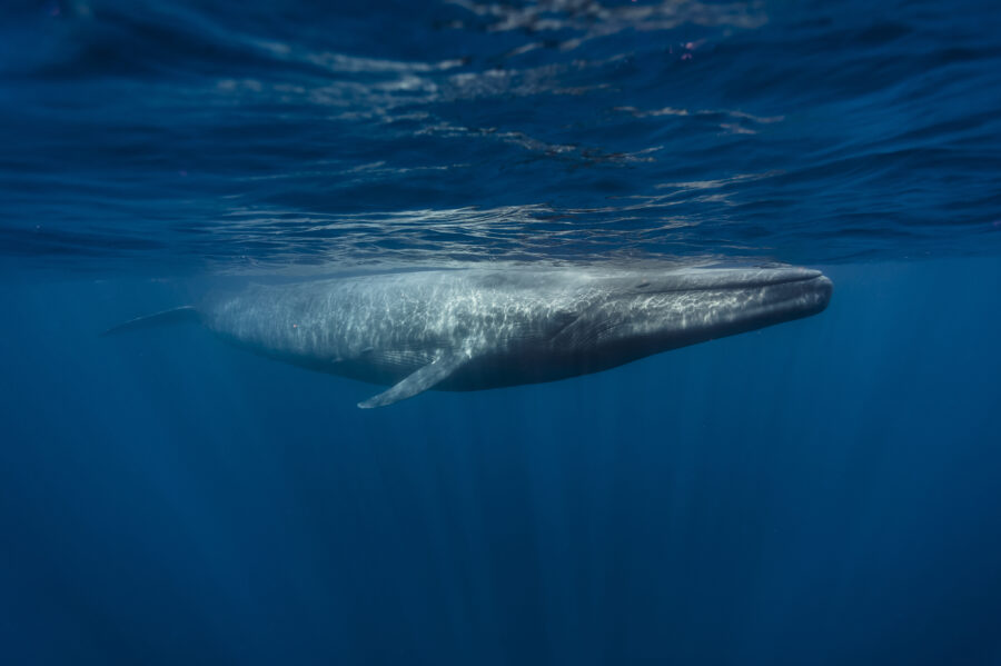 A blue whale (Balaenoptera musculus brevicauda).