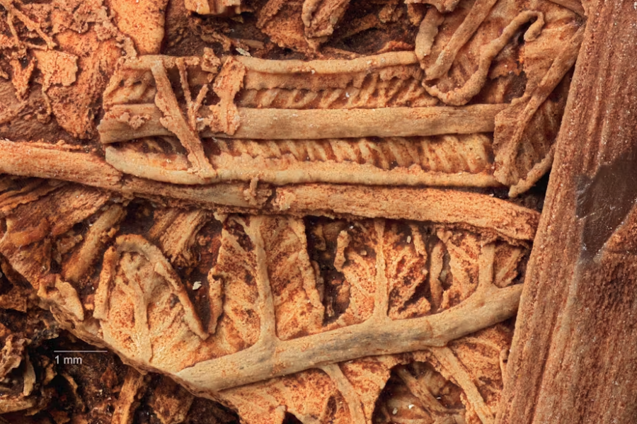 Details of a silicified fern fossil