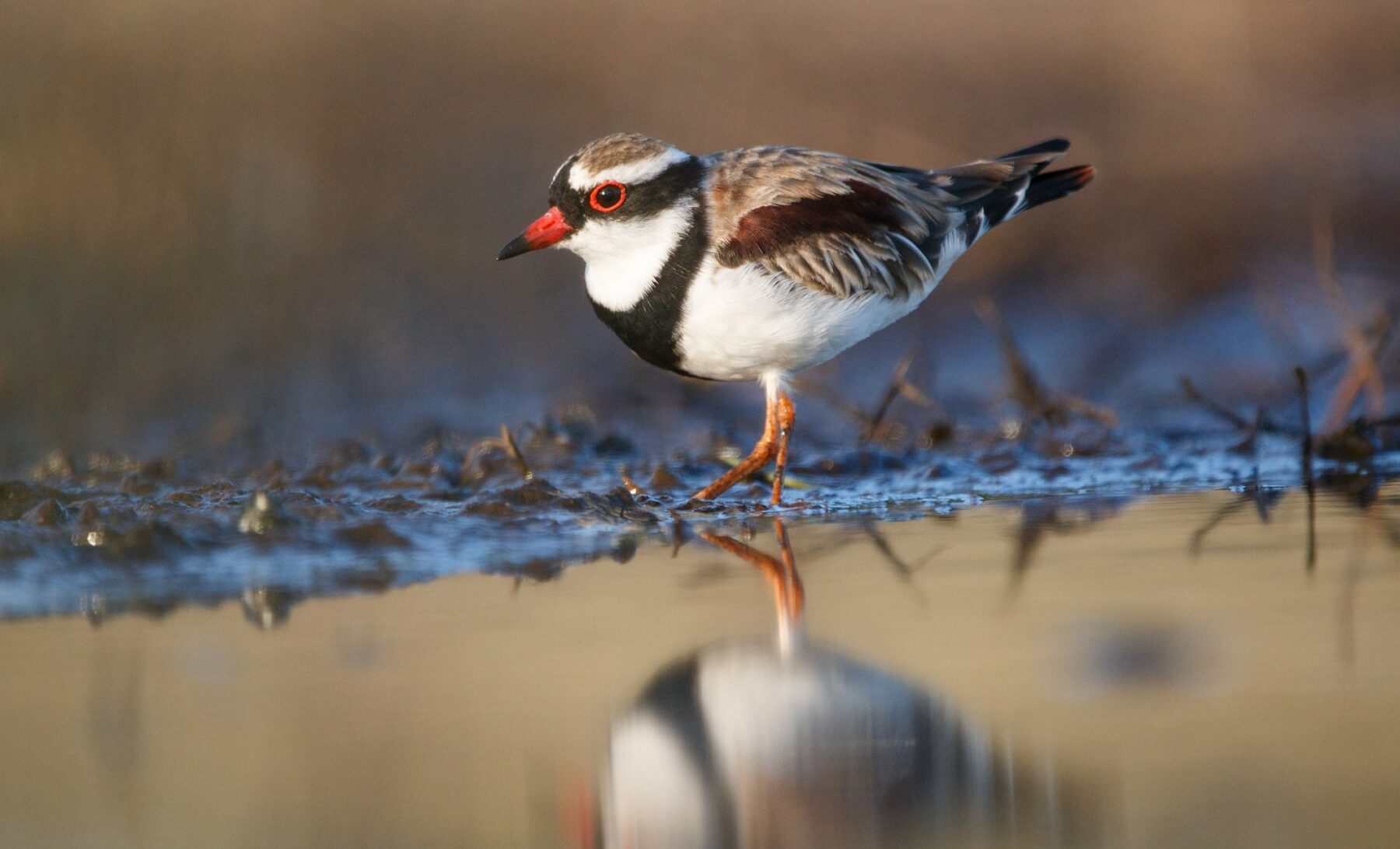 A black-fronted dotterel.