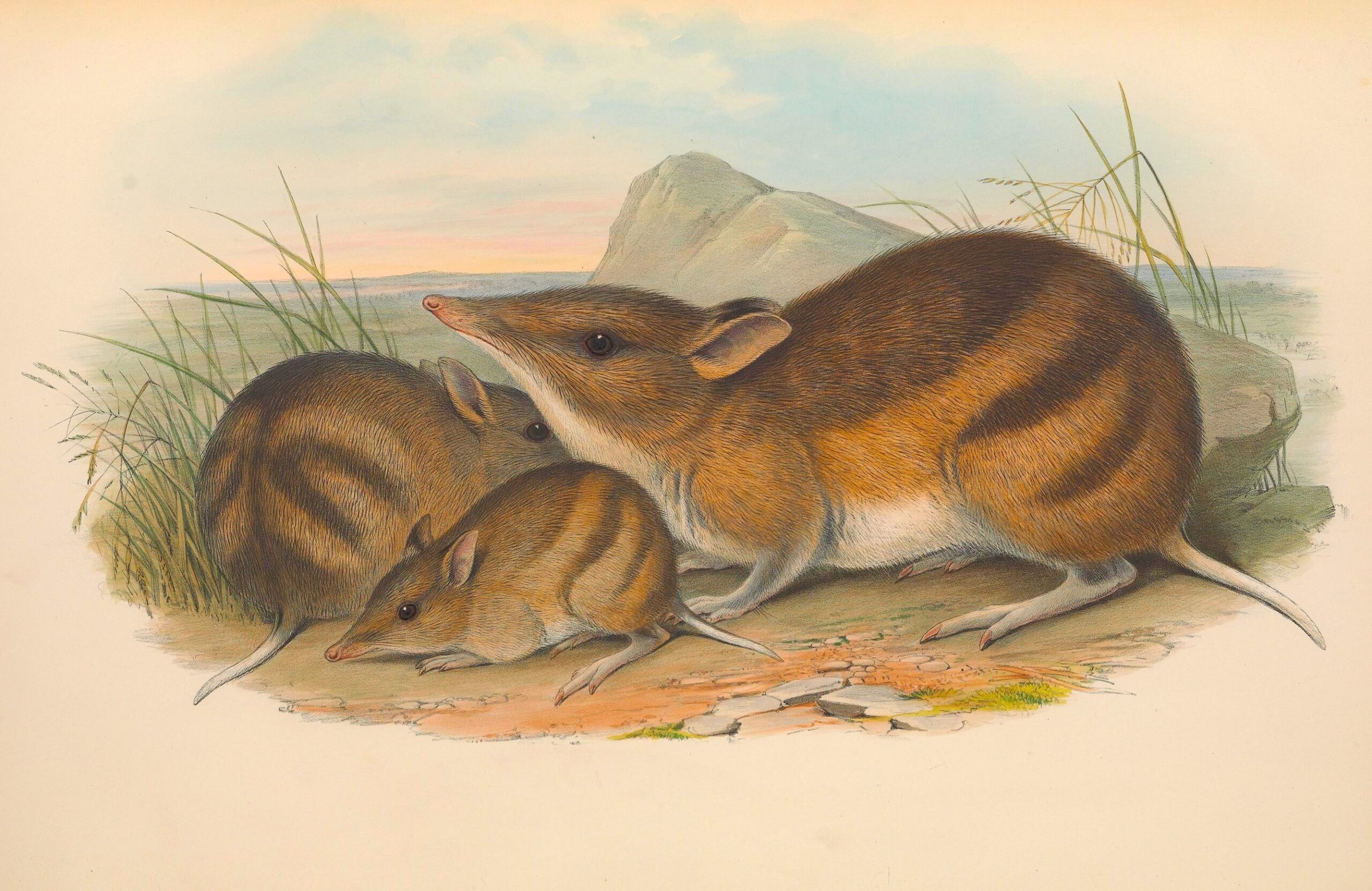 Could island life save Australia’s most endangered?