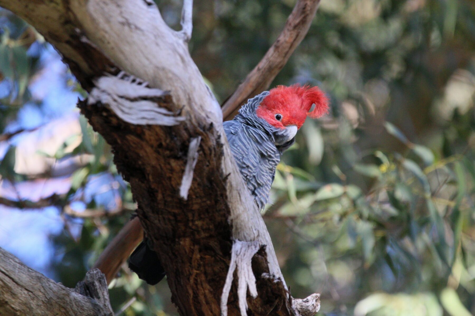 A gang gang cockatoo.