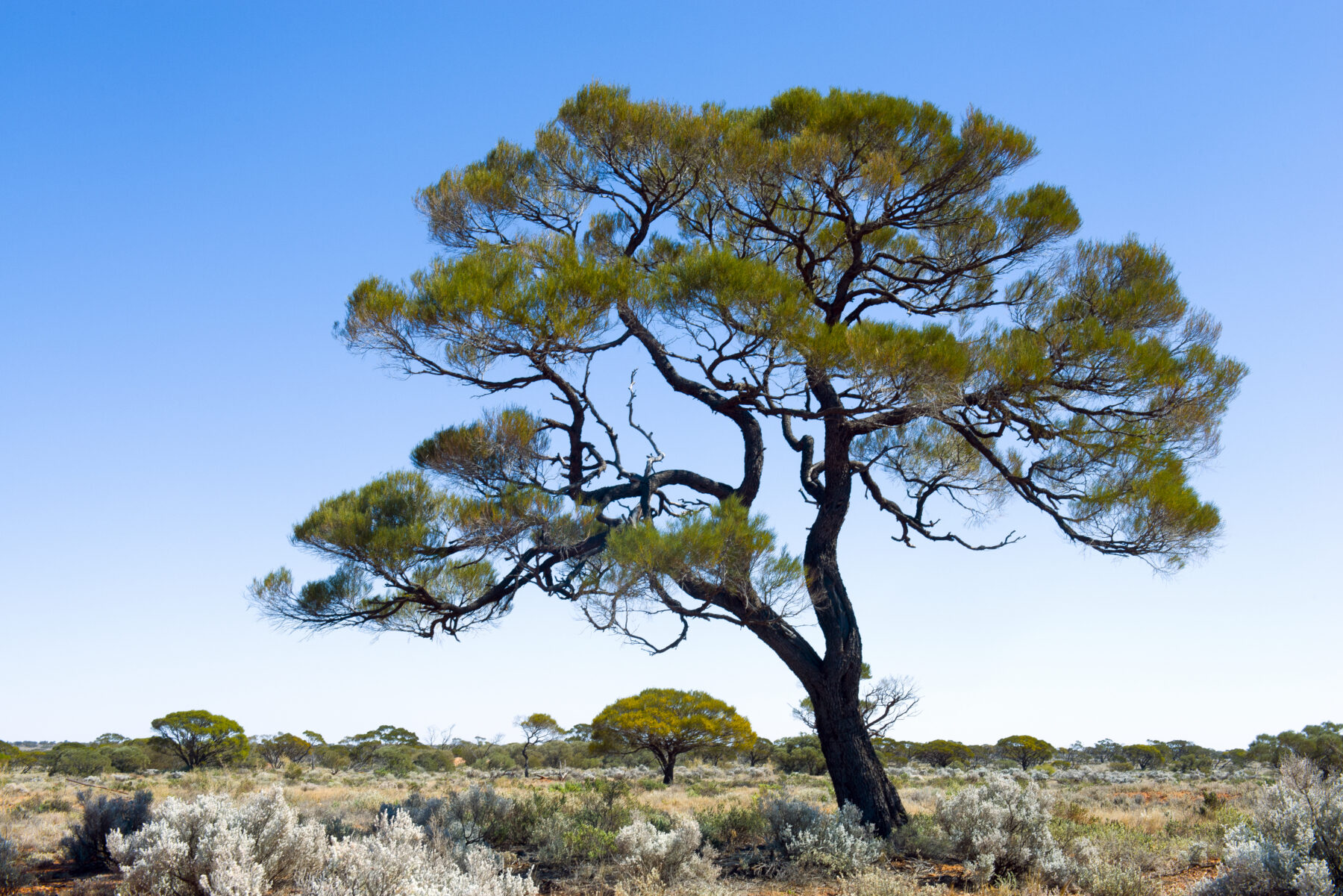 tourism in the great victoria desert