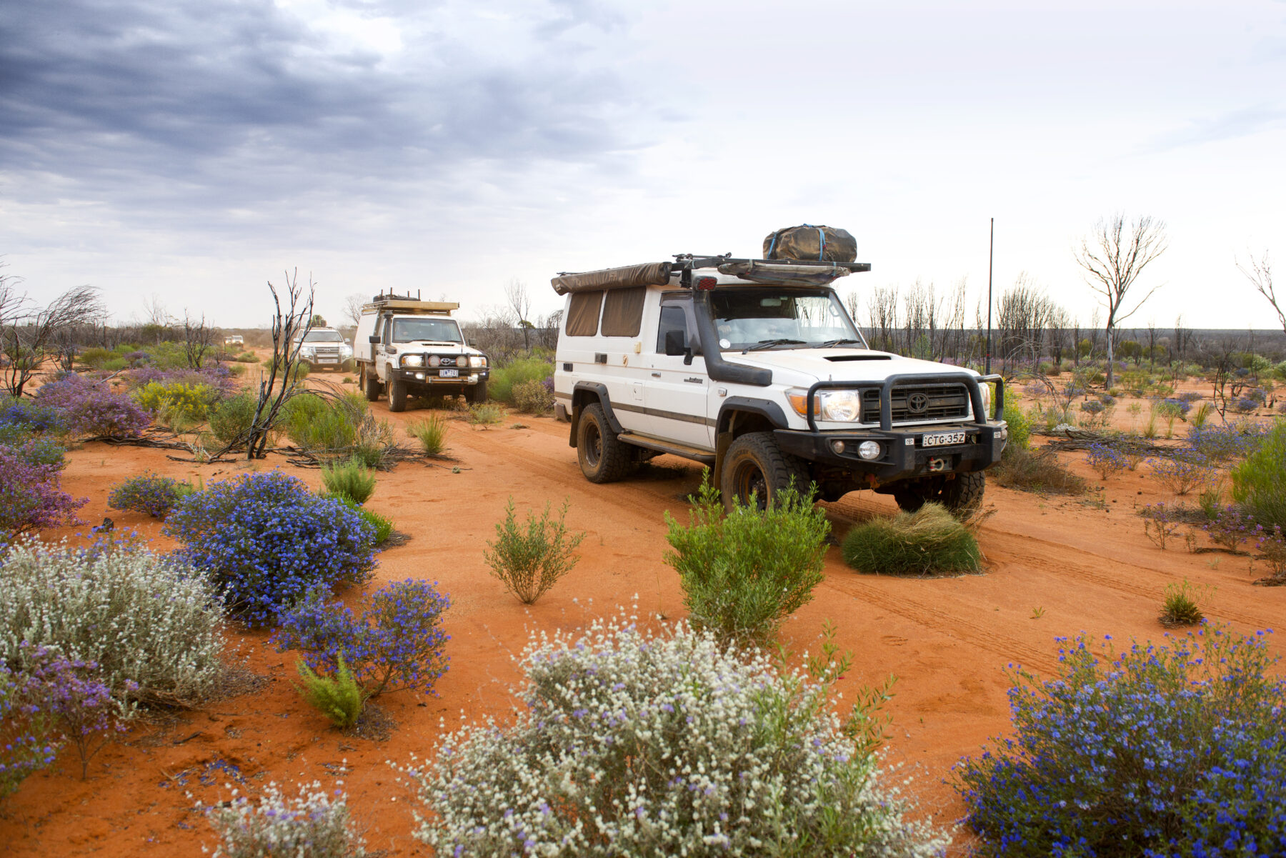 Two white 4WD cars driving on a red dirt road with wildflowers growing by its side.