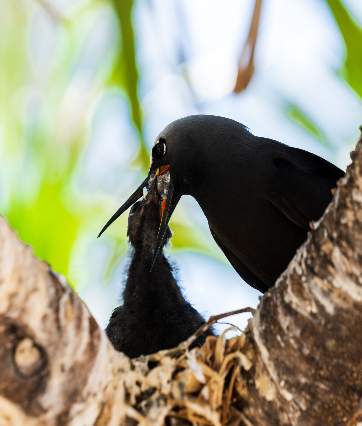 A Noddy chick being fed by its mother in a tree.