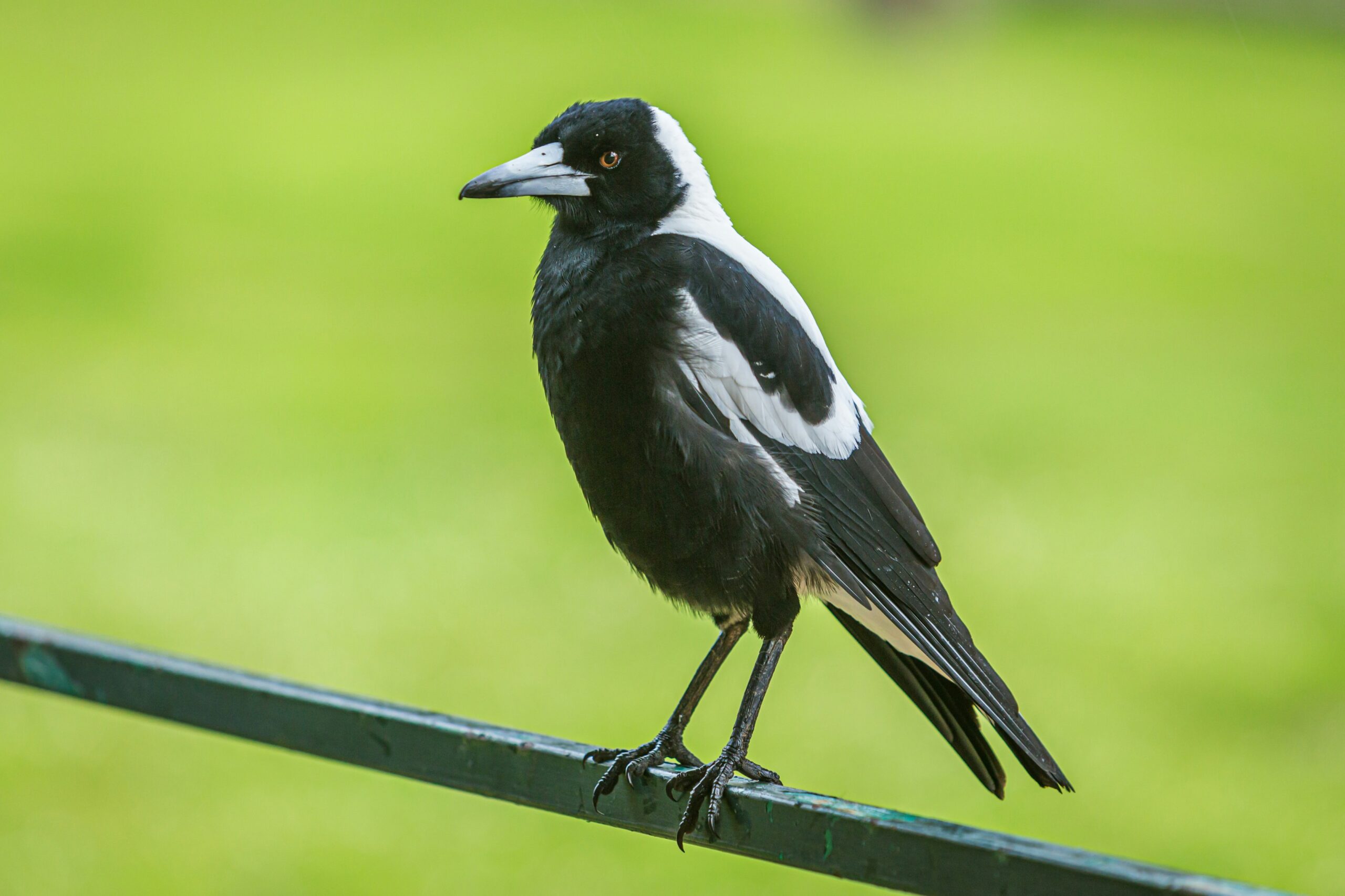 Nature versus nurture: the key to magpie intelligence