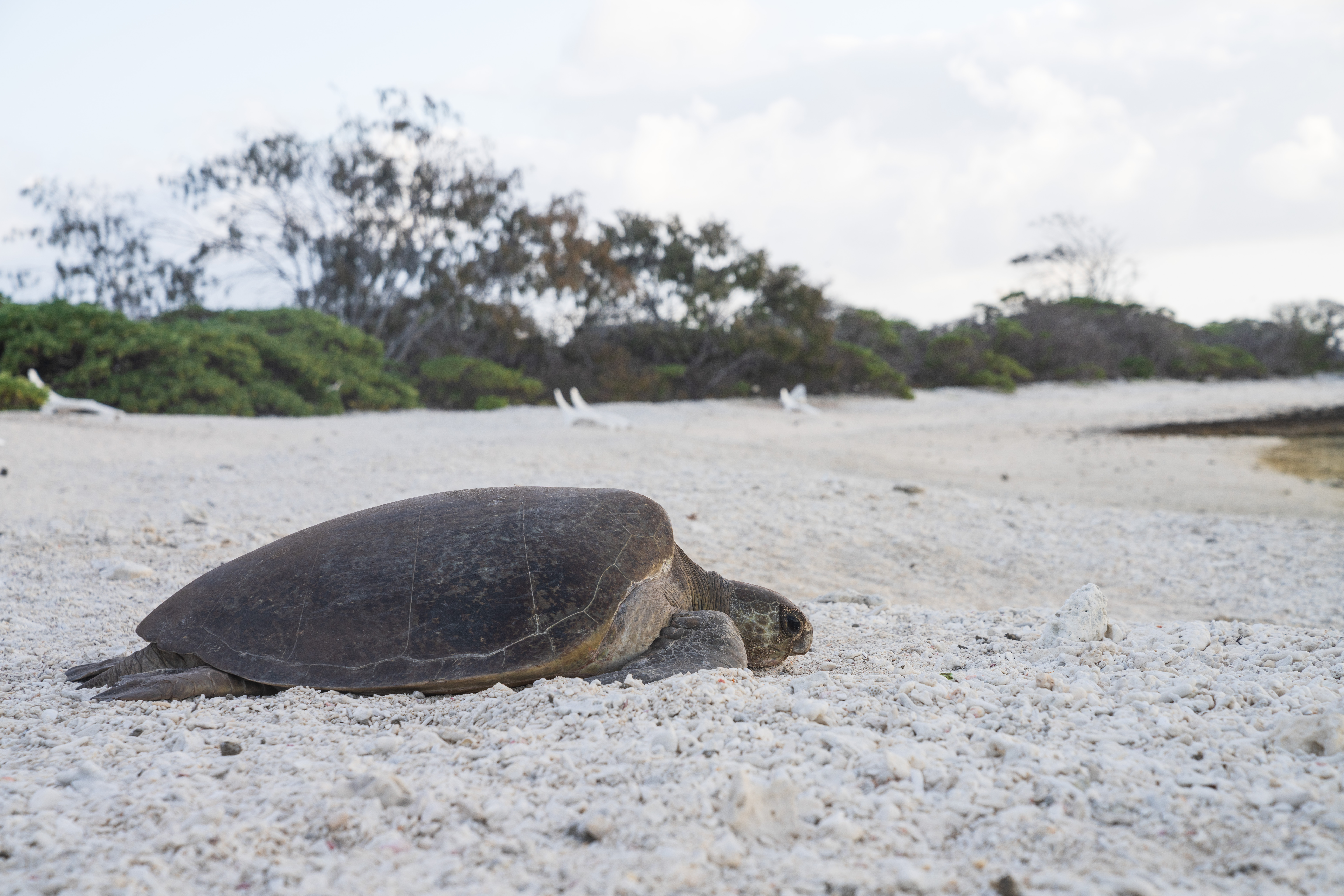 A turtle on the sands of the shore of Lady Eliot Island.