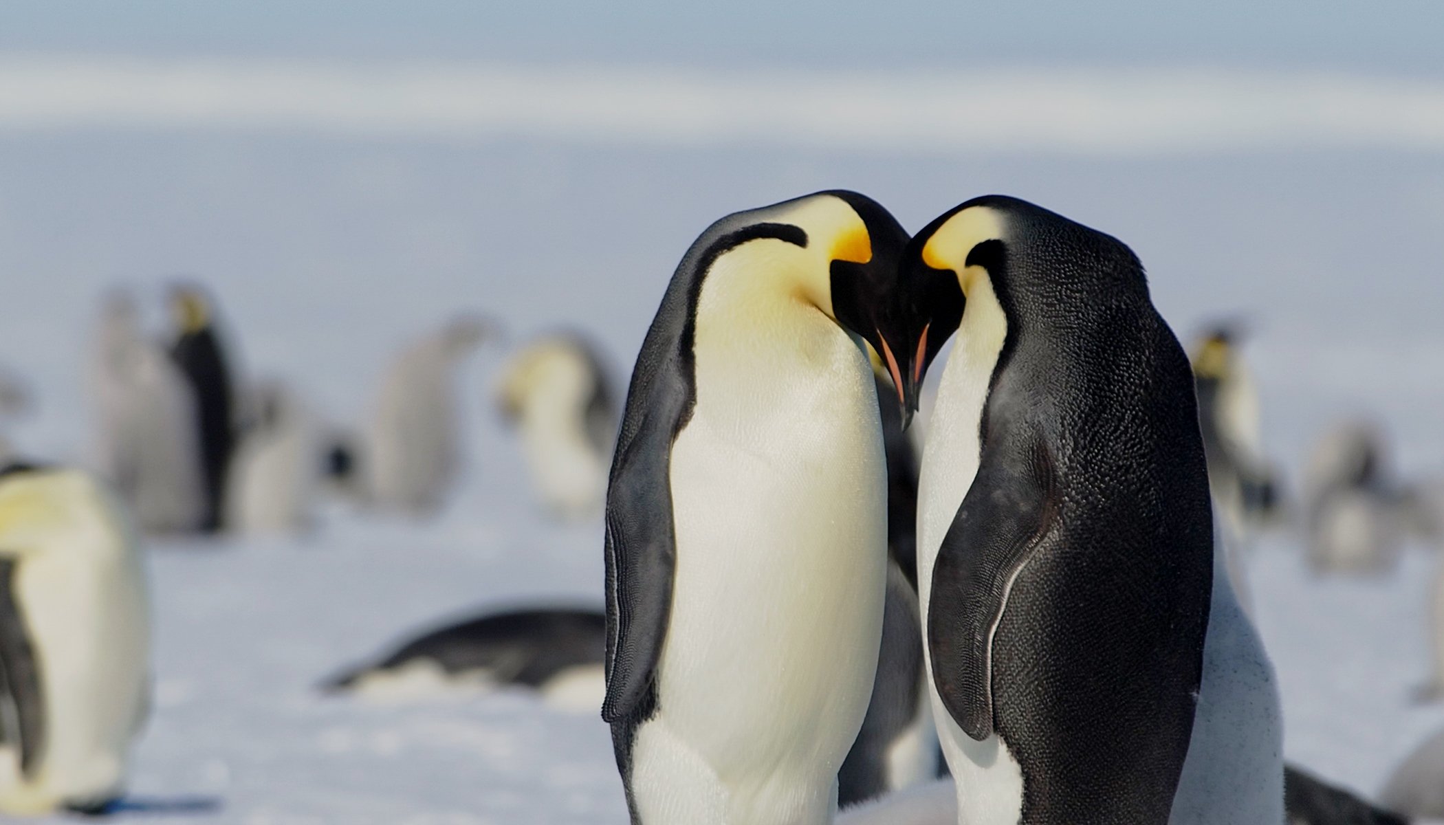 A pair of emperor penguins embracing