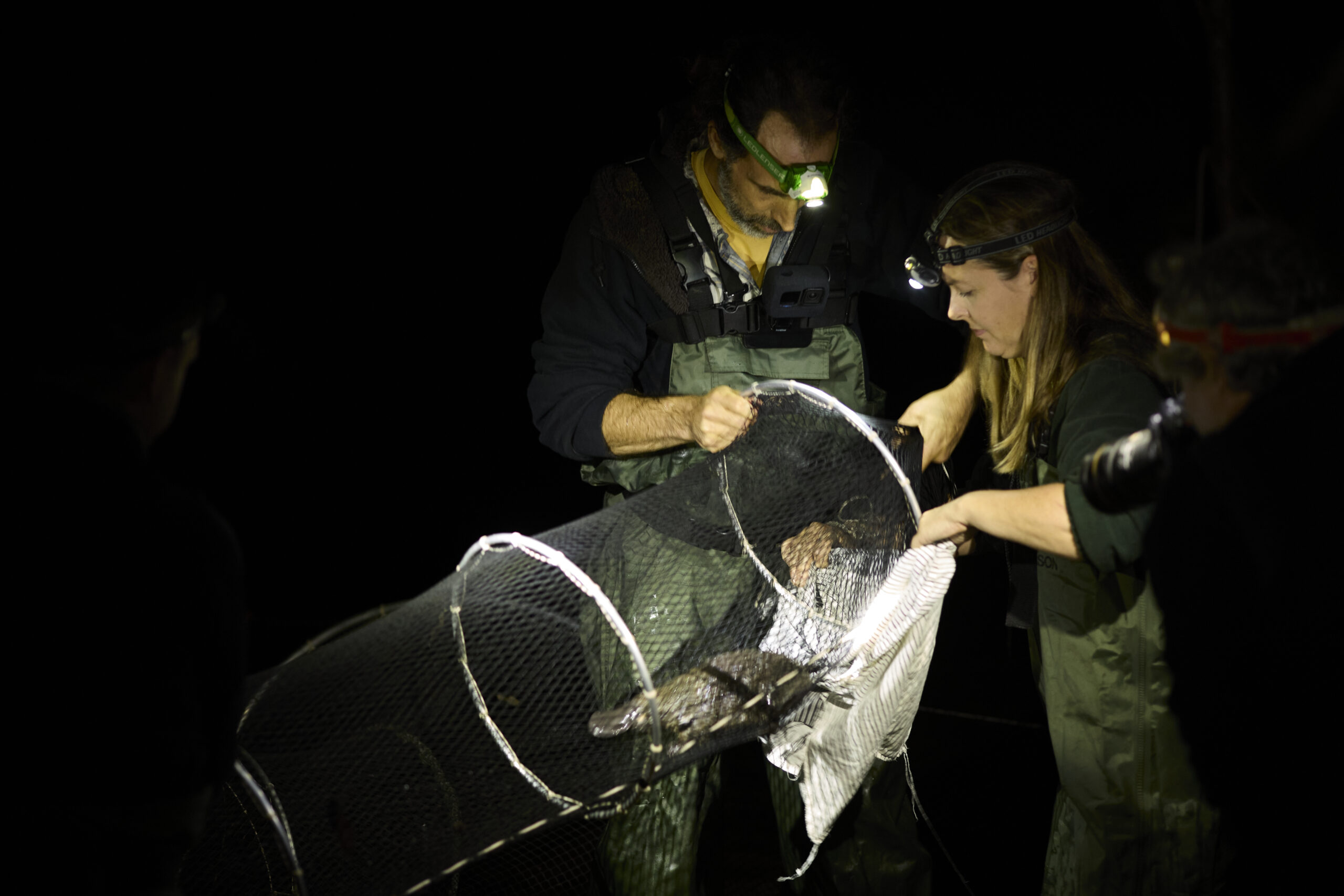 Image for article: ‘Happy news’: platypus baby born after successful translocation to NSW habitat