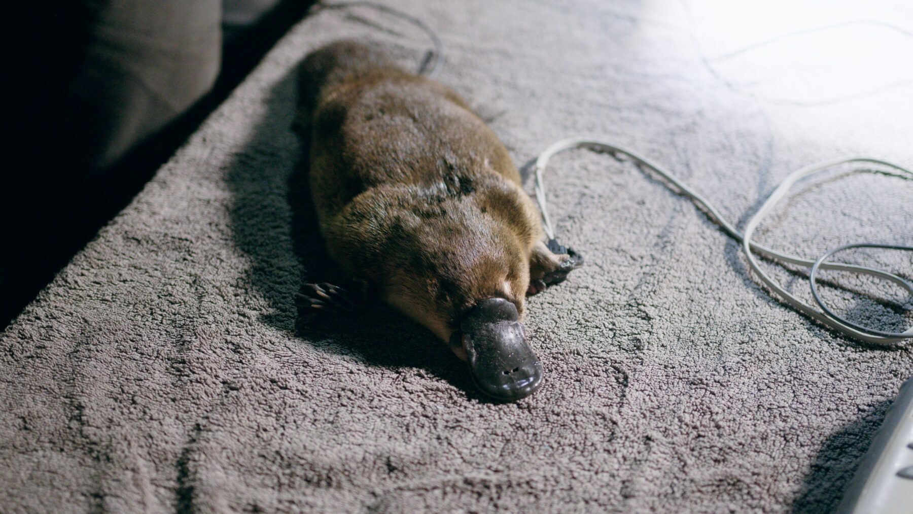 The juvenile female platypus laying on a towel during her health assessment that shows she is in excellent condition.