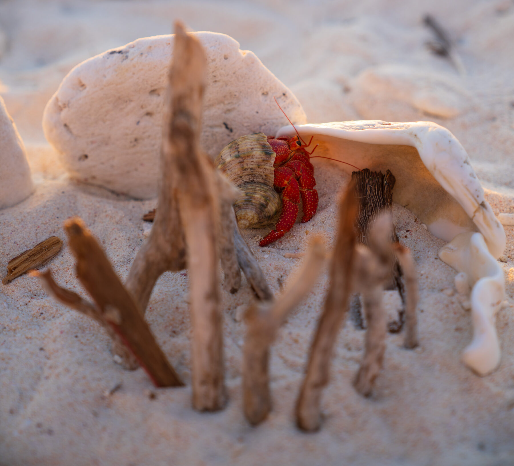 A terrestrial strawberry hermit crab (Coenobiita perlatus).