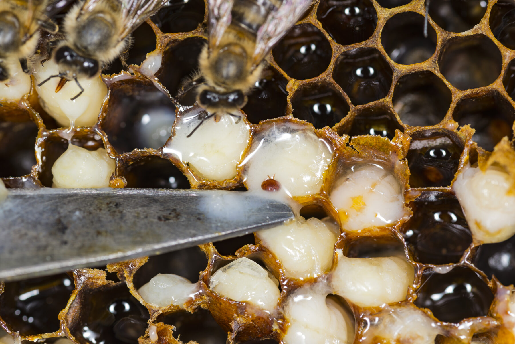 Varroa mite in a beehive.