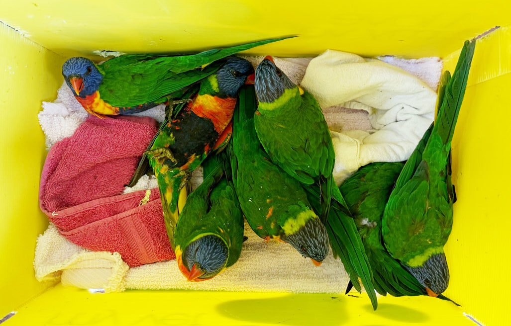 The race against Lorikeet Paralysis Syndrome