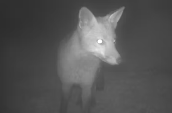 A fox which evaded capture for two months in 2022