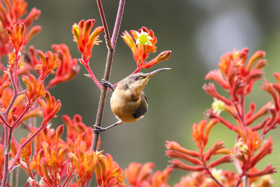 An eastern spinebill.