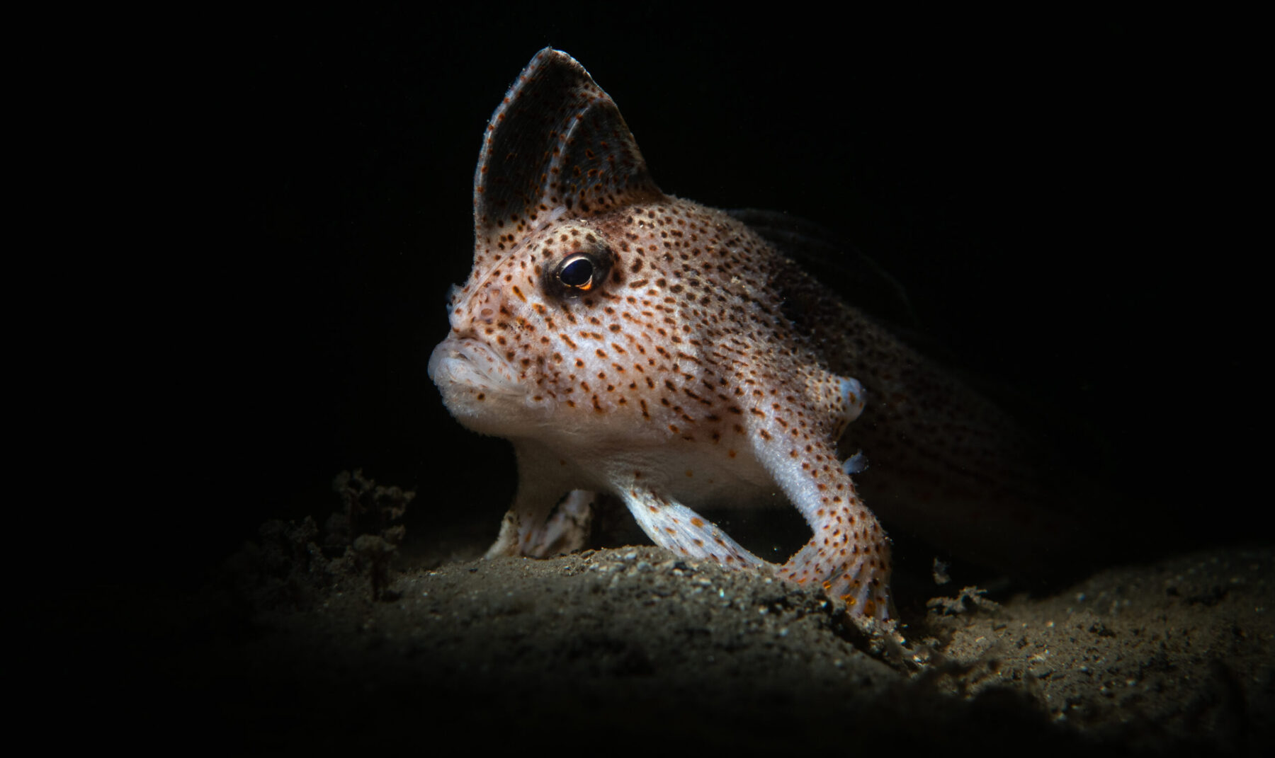 A Spotted handfish (Brachionichthys hirsutus).