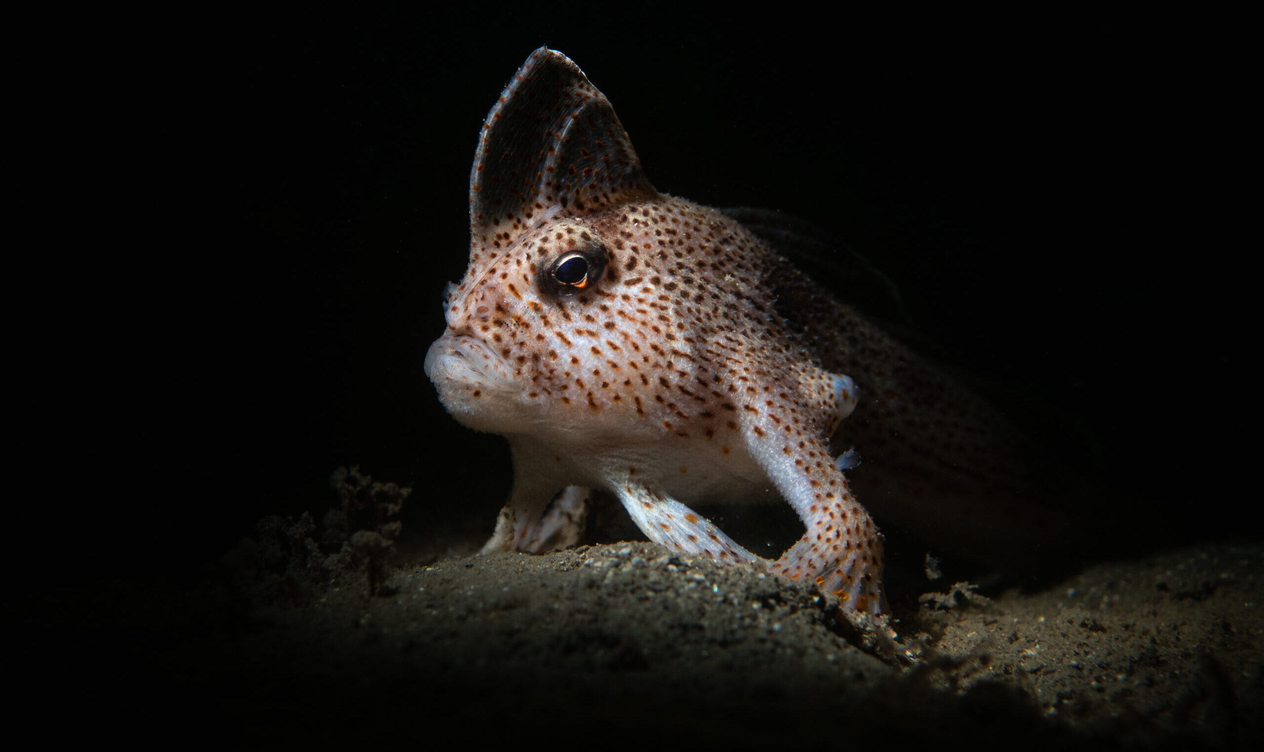 Saving Tassie’s rare walking fish 