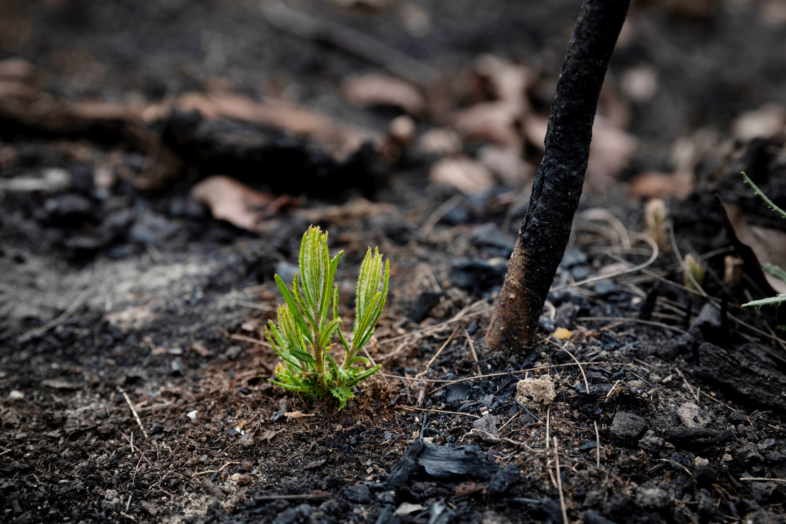 Indigenous fire management began more than 11,000 years ago, new research shows
