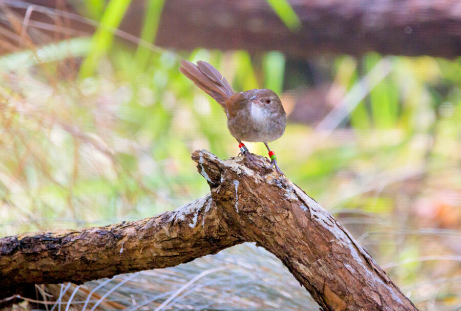 An eastern bristlebird standing on a branch in an enclosure.