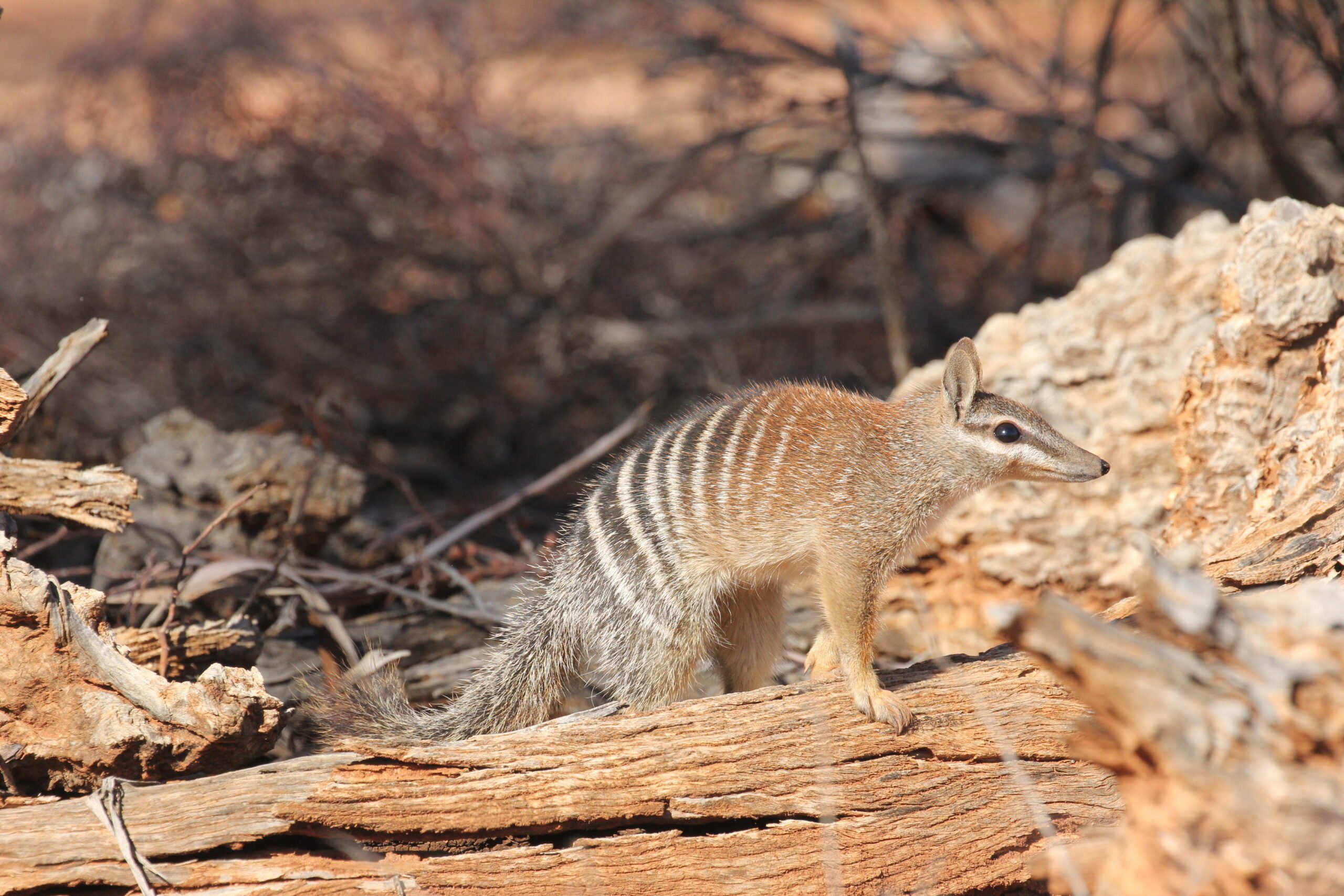 Image for article: Spreading the joy: Help us help our native numbats
