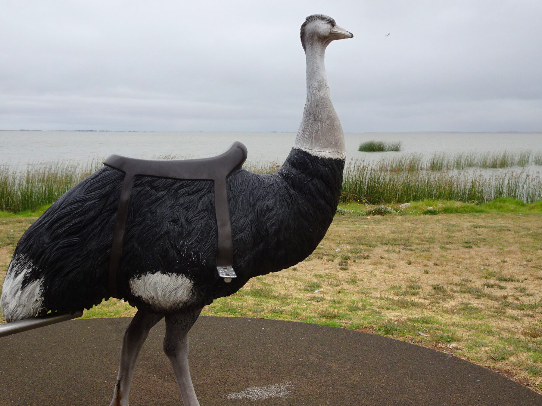 A life-sized saddled-up statue of an ostrich at Lake Albert, representing John Francis Peggotty, the 'Birdman of the Coorong'.