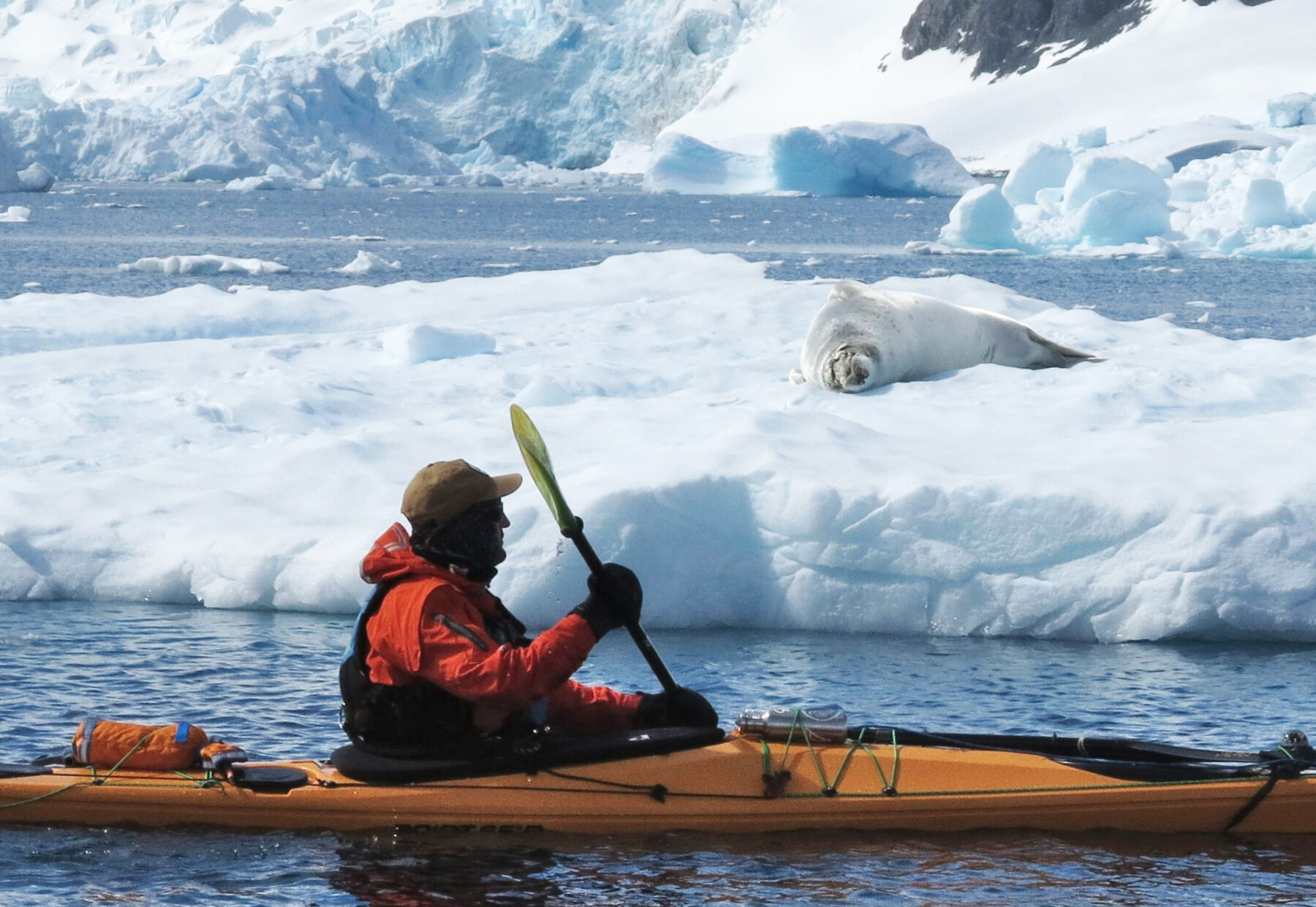 A man kayaking past a seal on an iceberg in Antarctica.
