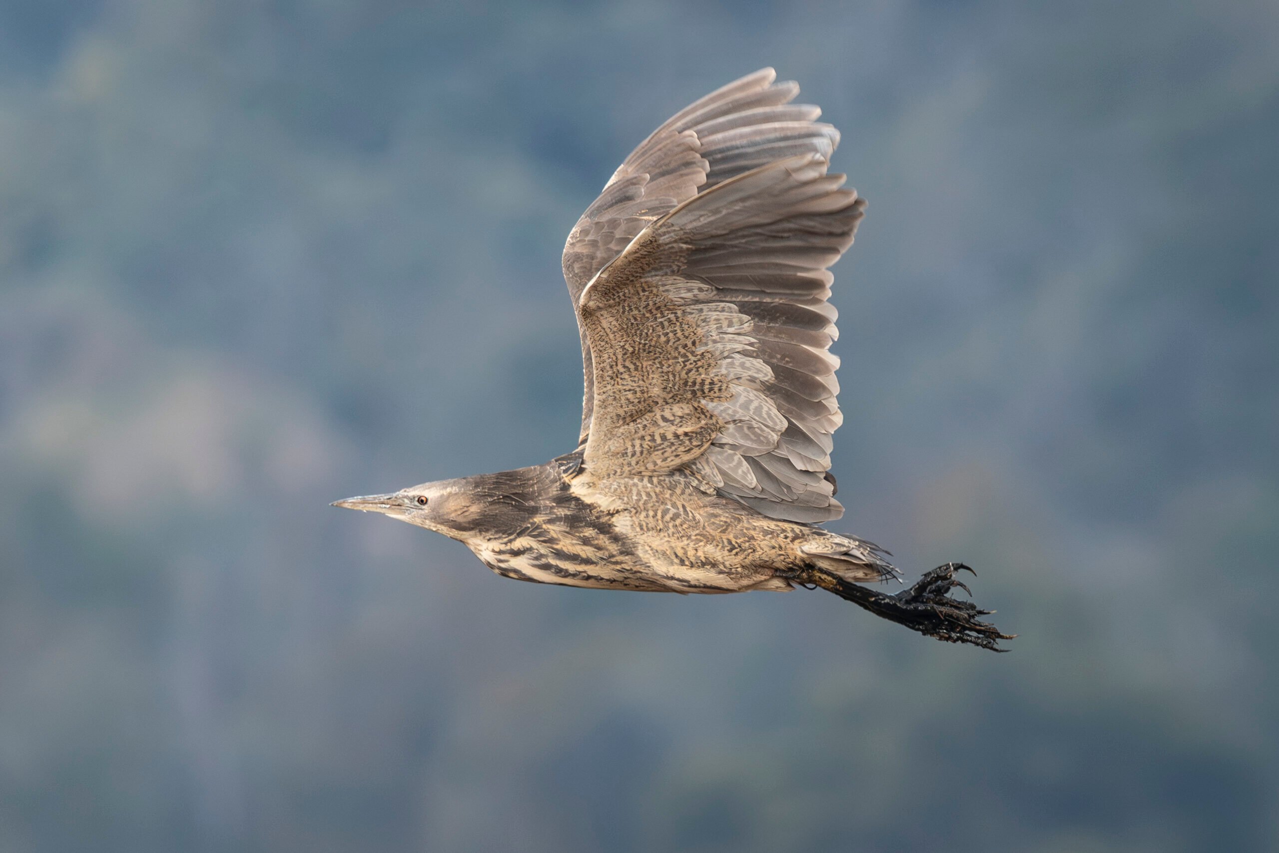 Image for article: ‘Bunyip’ bird returns to restored Tasmanian wetlands